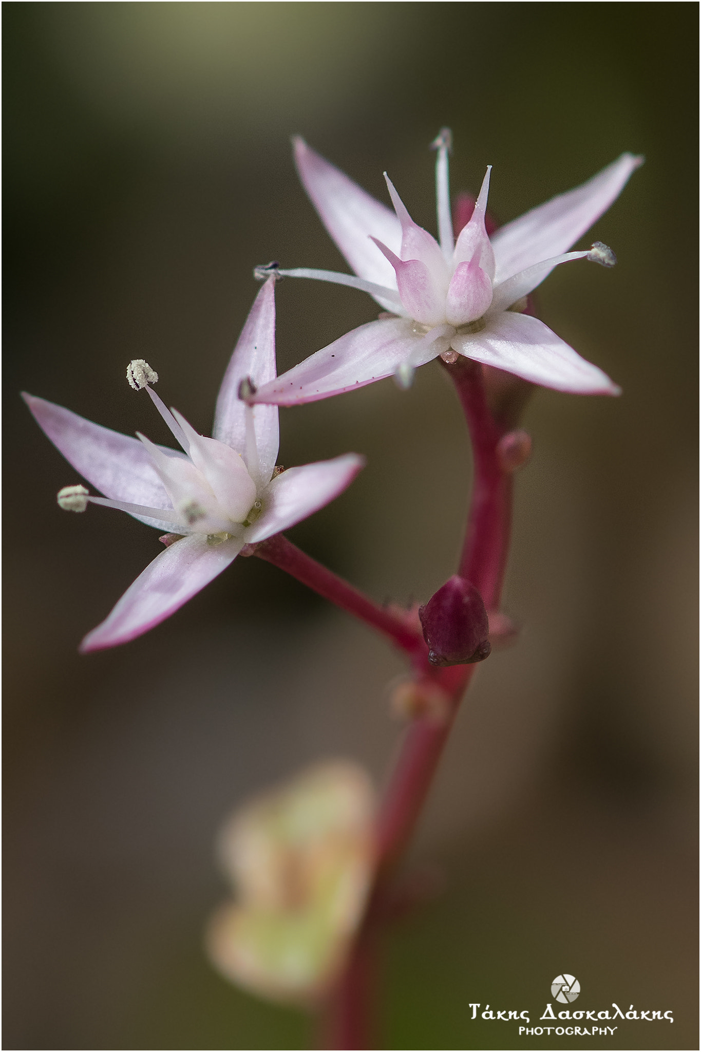Nikon AF-S Micro-Nikkor 105mm F2.8G IF-ED VR sample photo. Dsc photography
