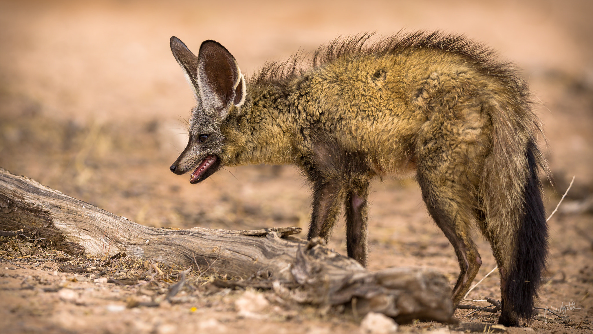 Canon EF 300mm F2.8L IS II USM sample photo. Bat eared fox photography