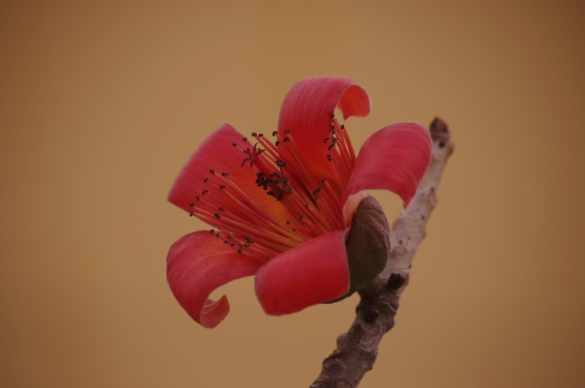 Pentax smc DA 55-300mm F4.0-5.8 ED sample photo