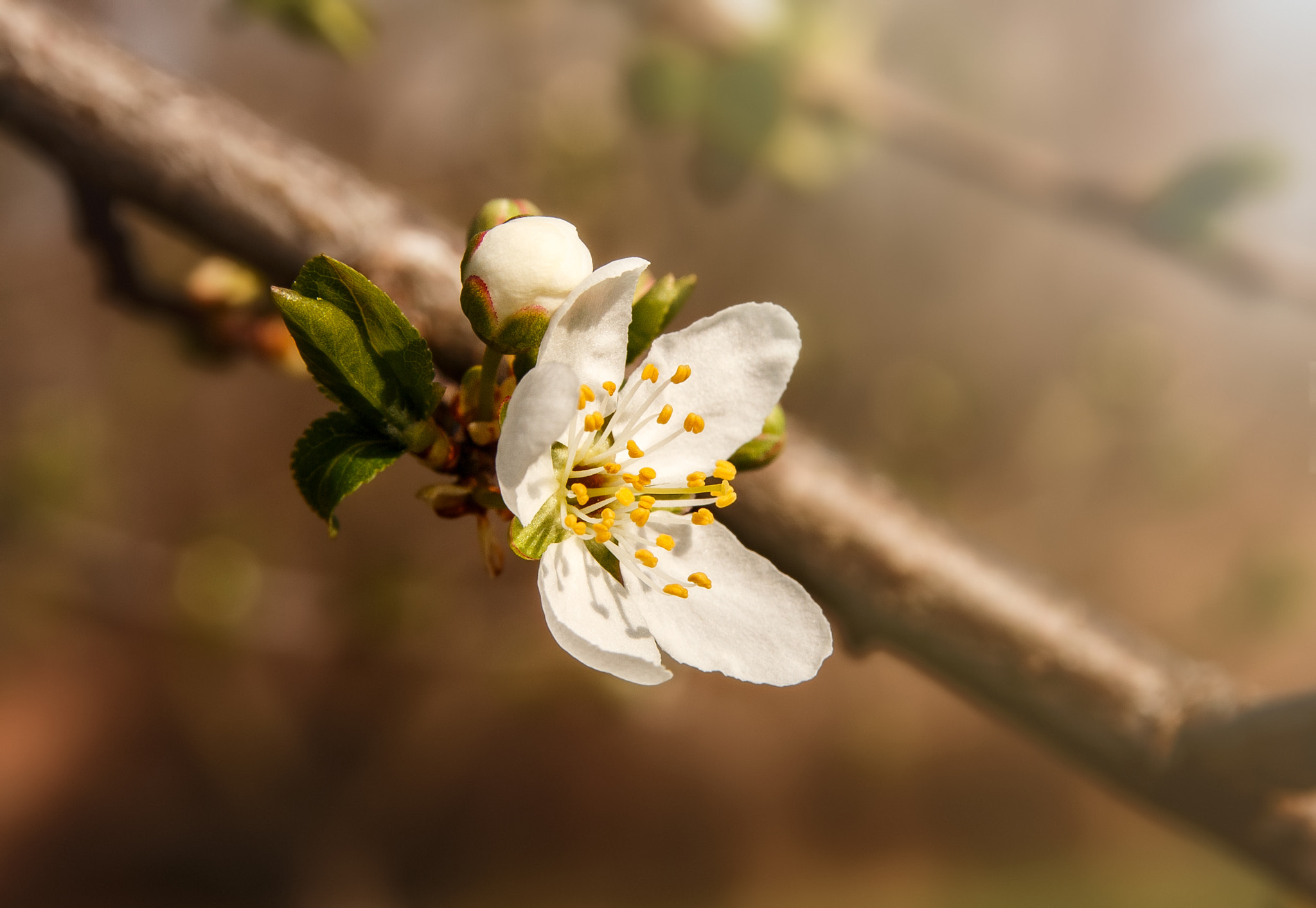 Canon EOS 70D + Sigma 17-70mm F2.8-4 DC Macro OS HSM | C sample photo. Spring photography