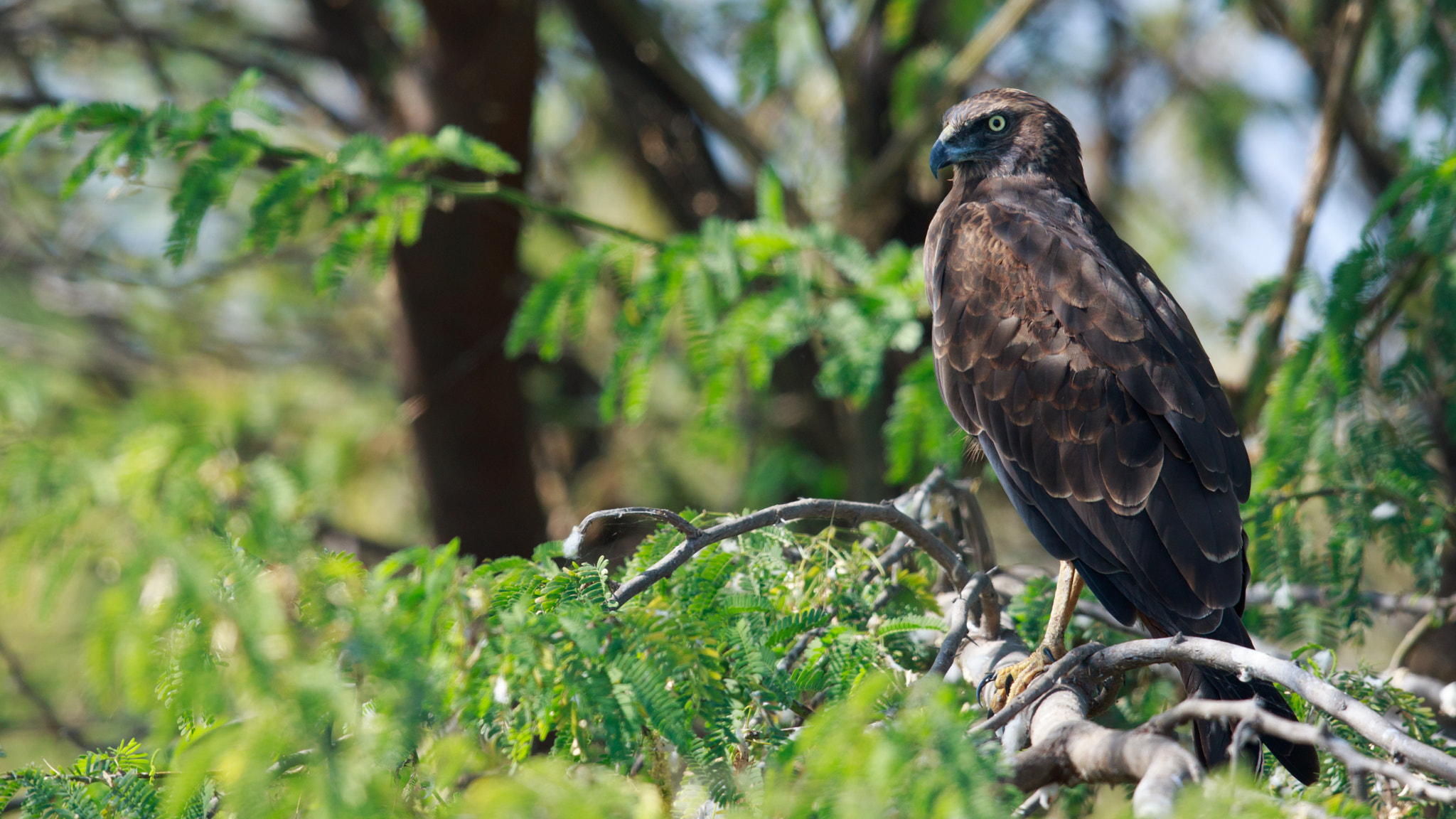 Canon EF 600mm F4L IS II USM sample photo. Marsh harrier photography