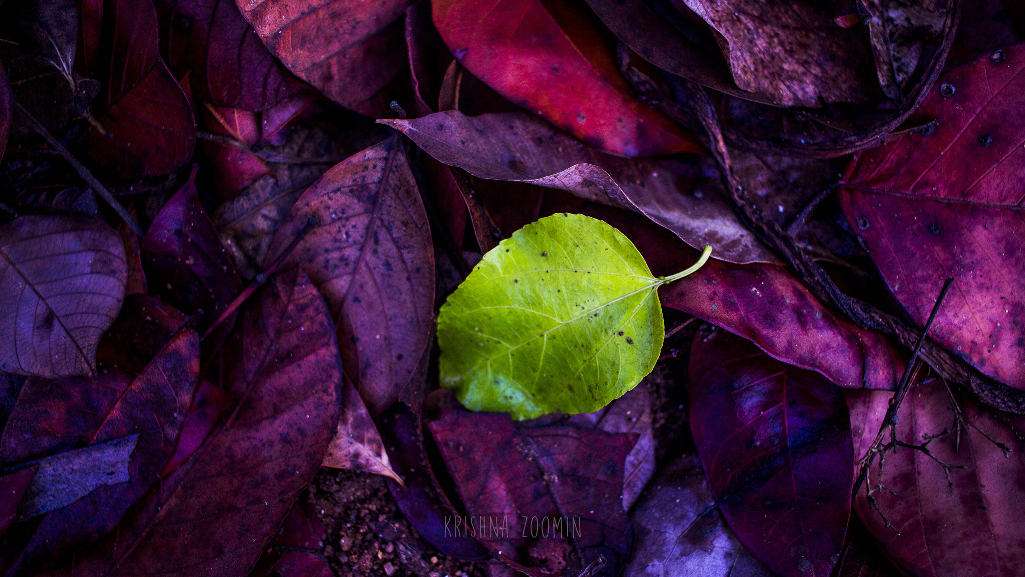 Canon EF-S 24mm F2.8 STM sample photo. Nature photography