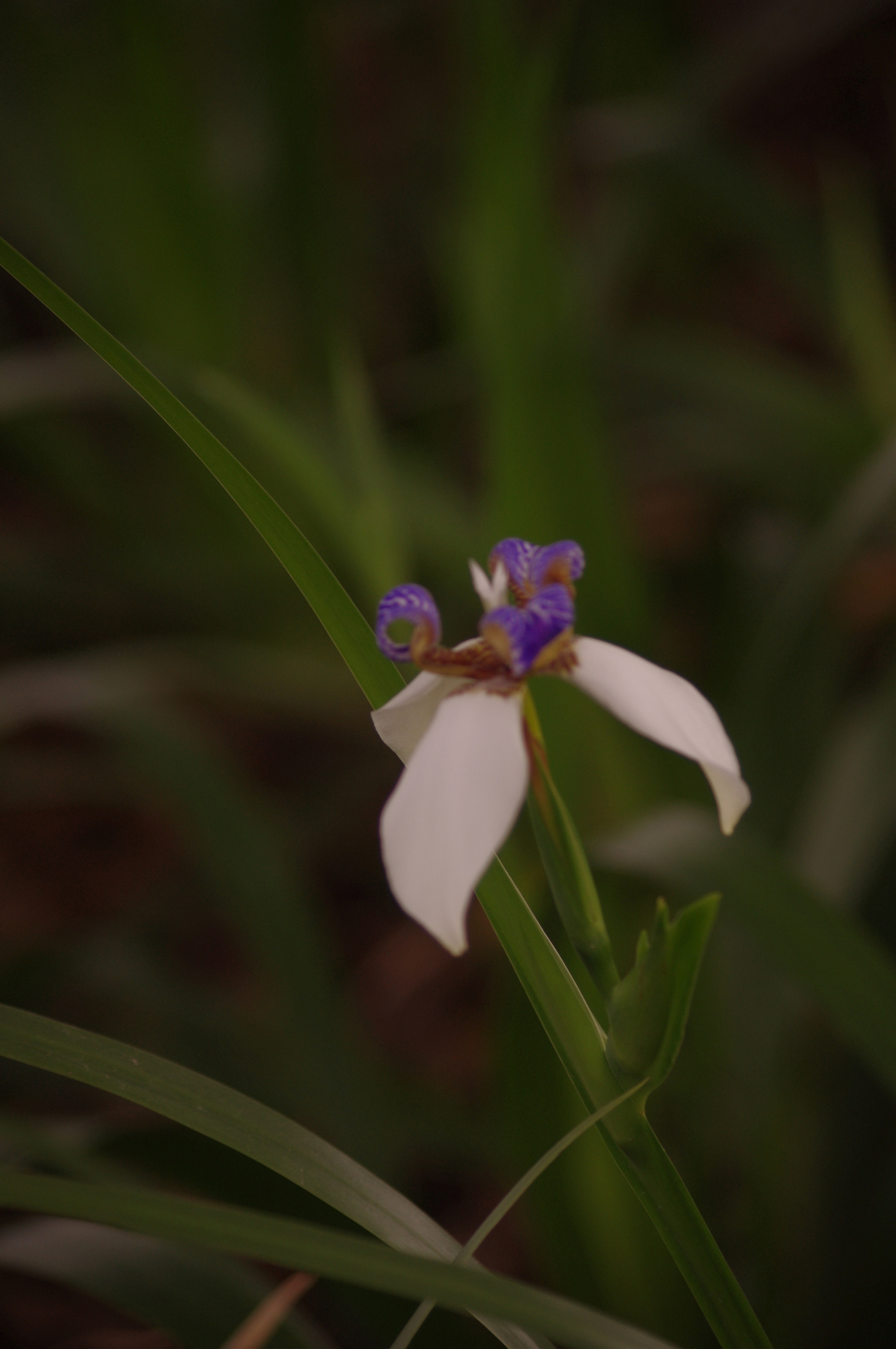 Pentax smc DA 55-300mm F4.0-5.8 ED sample photo