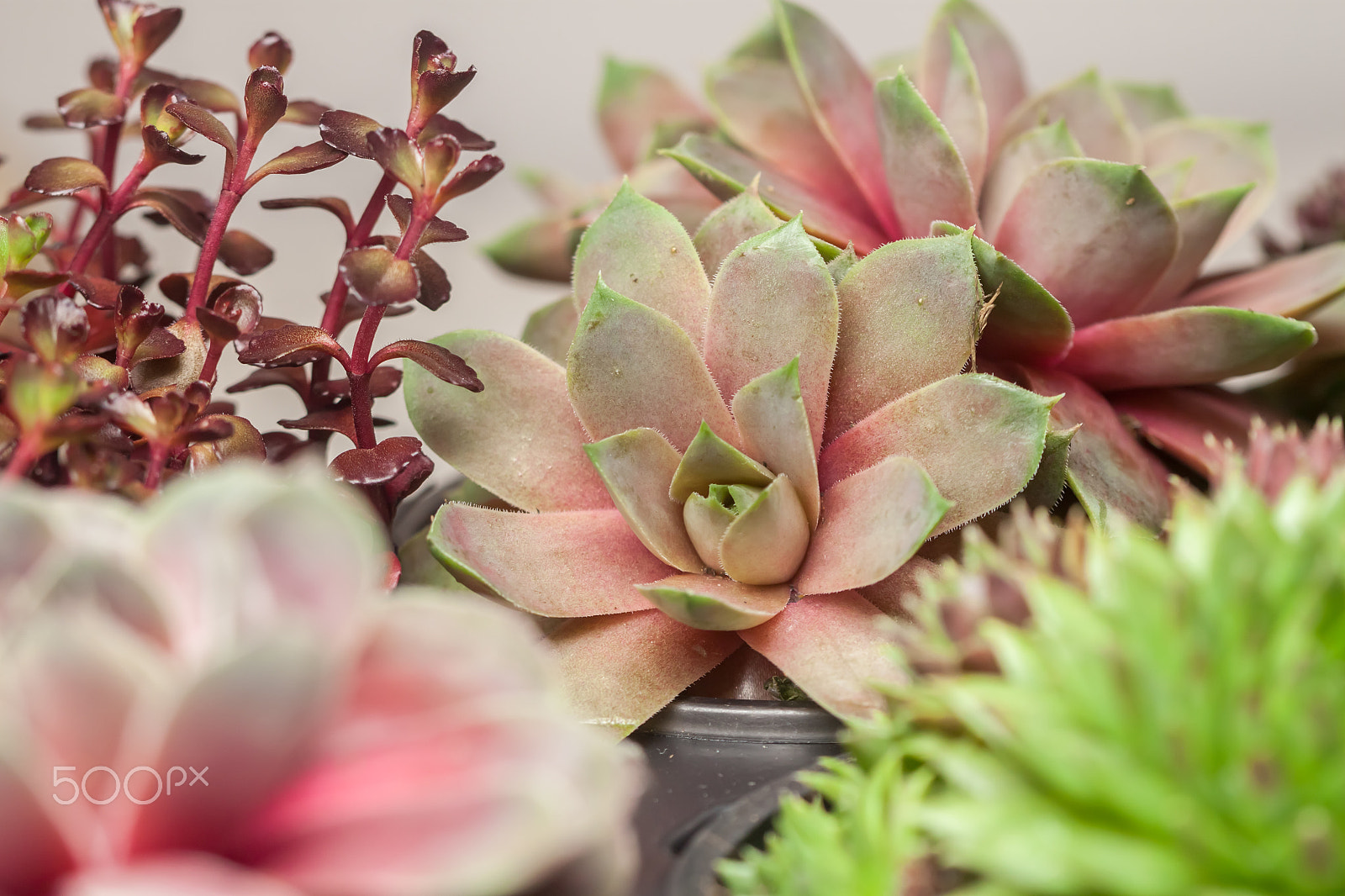 Canon EF 100mm F2.8 Macro USM sample photo. Beautiful geometric succulent garden photography