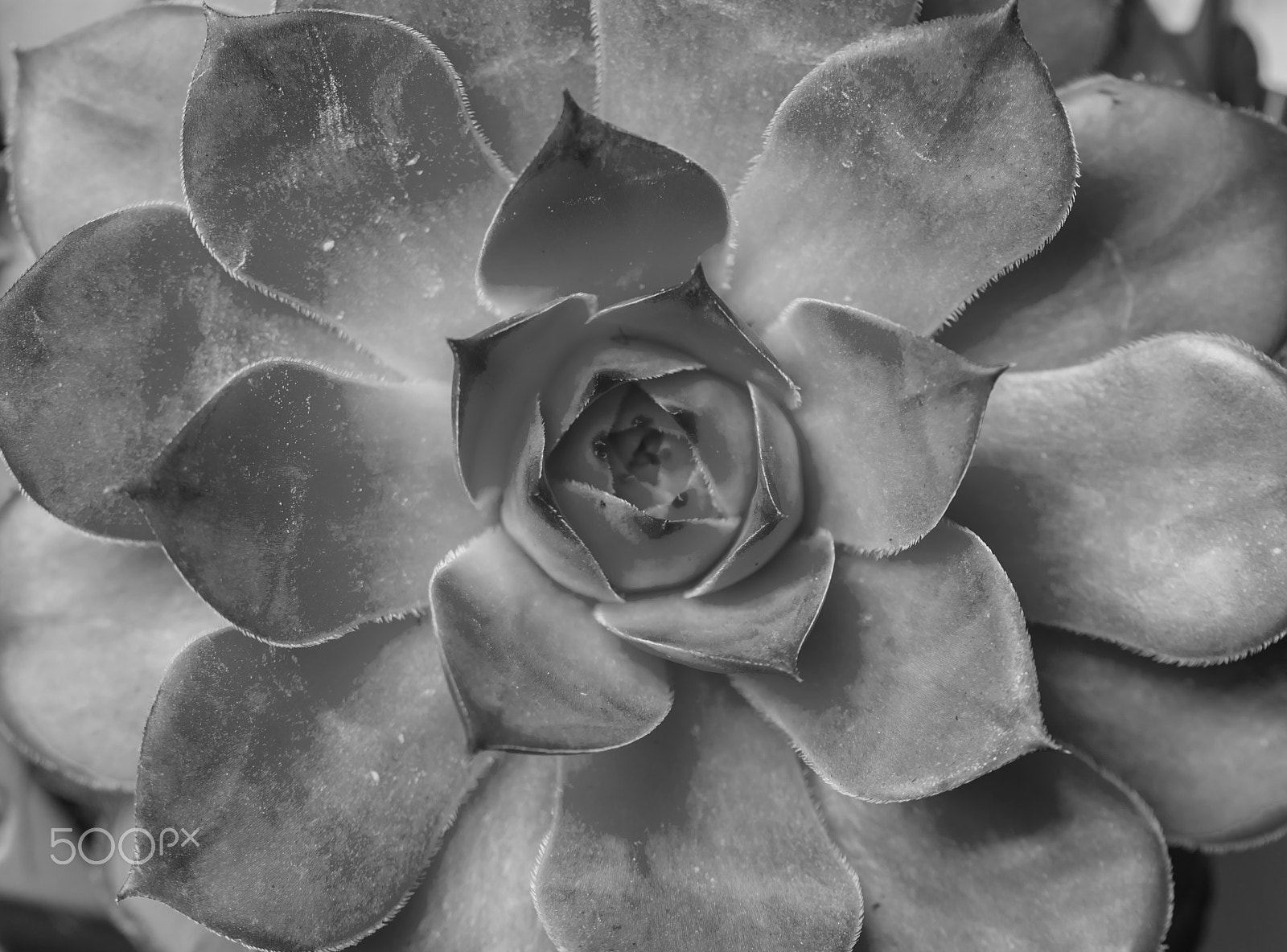 Canon EOS 500D (EOS Rebel T1i / EOS Kiss X3) sample photo. Beautiful geometric succulent top view photography