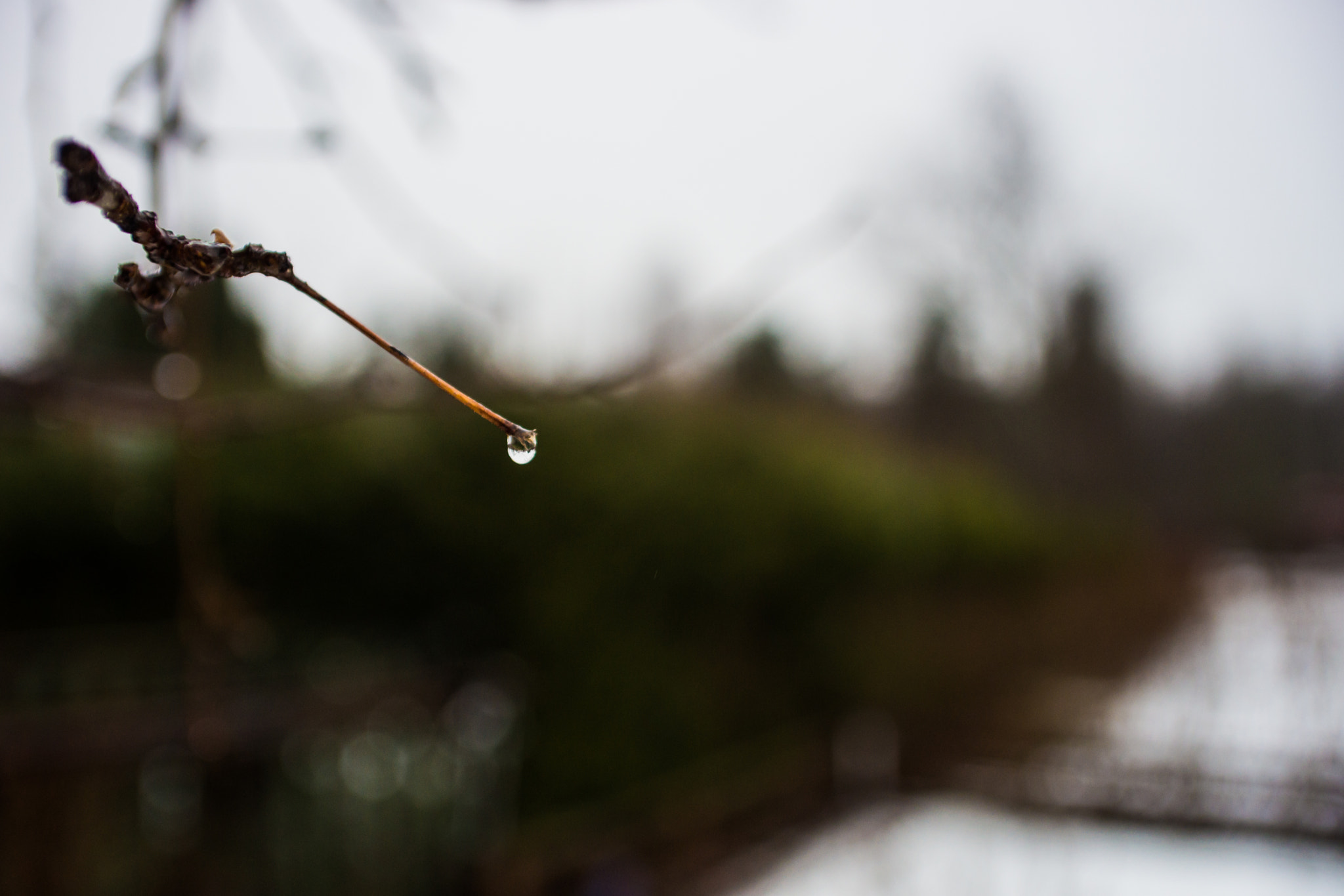 Sony a99 II sample photo. Big world in small water drop photography