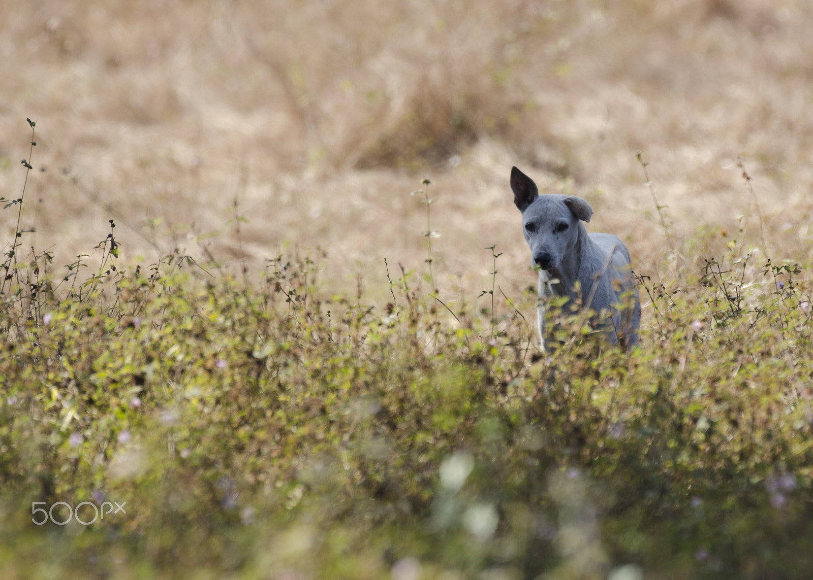 Nikon AF-S Nikkor 200-500mm F5.6E ED VR sample photo. Loner photography