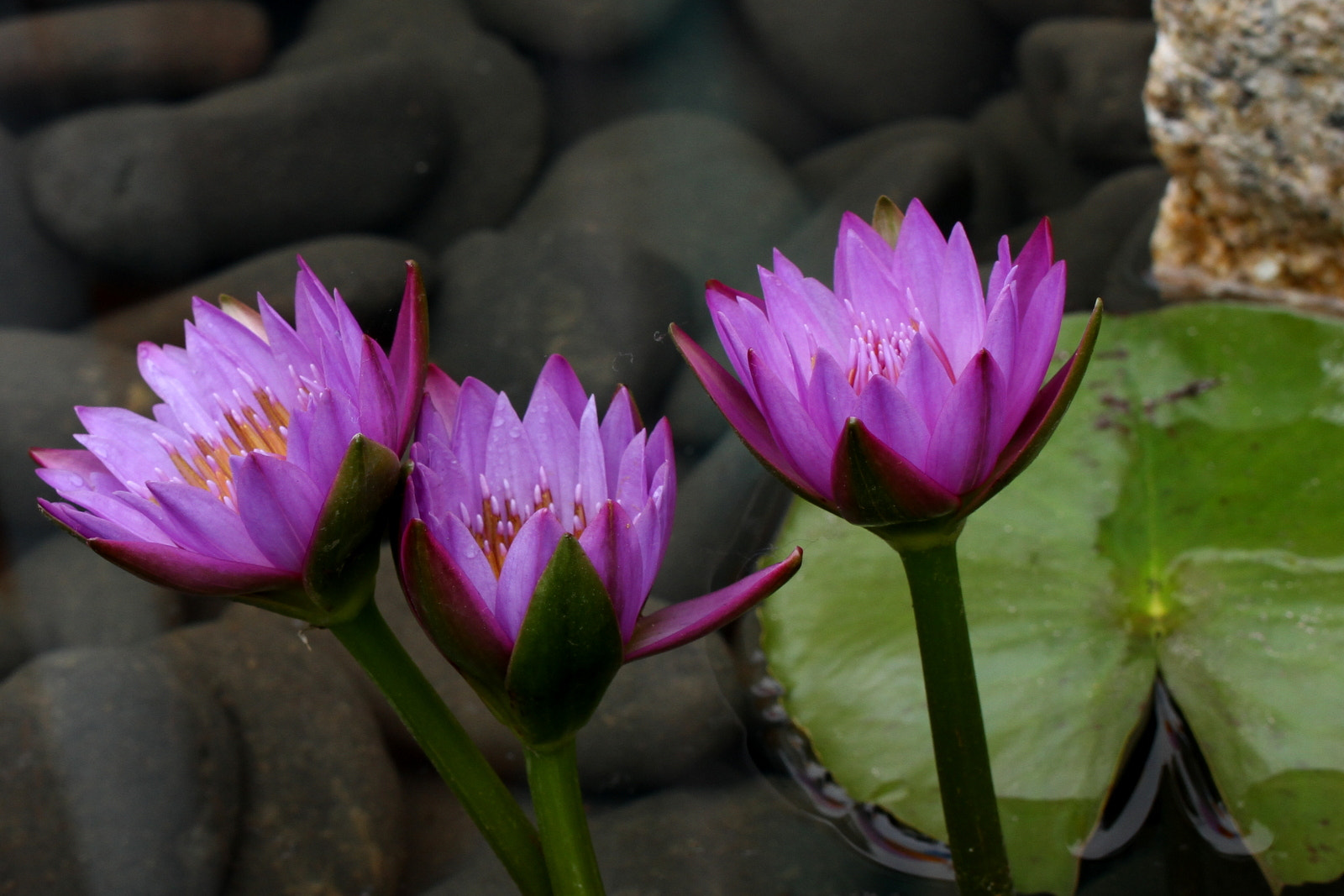 Canon EOS 7D sample photo. Three lotus photography