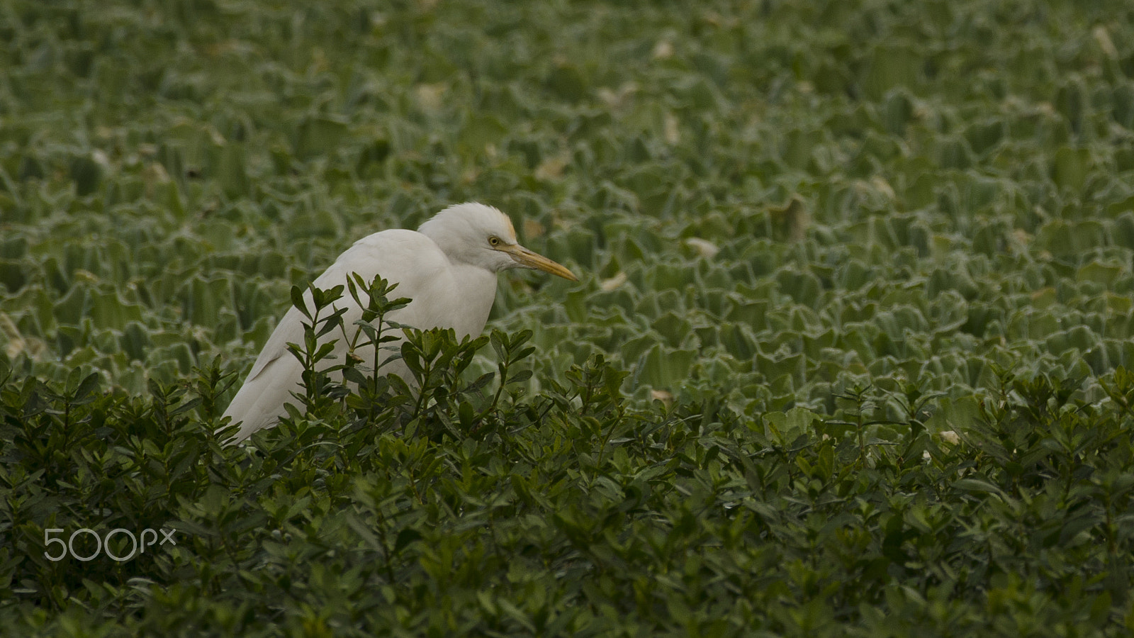 Nikon AF-S Nikkor 200-500mm F5.6E ED VR sample photo. Fishing in pashan photography