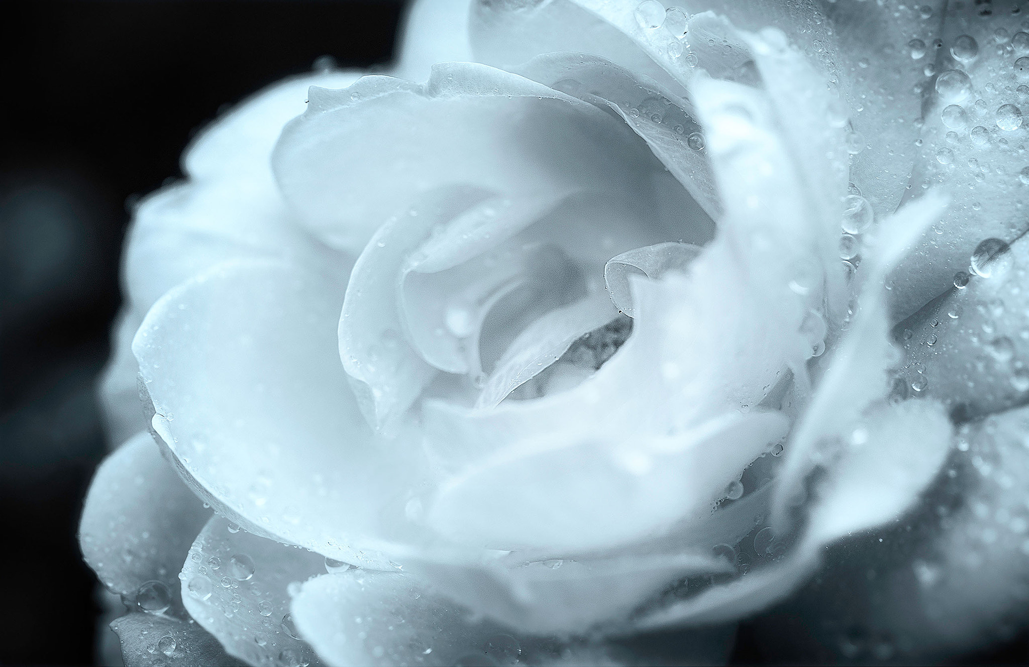 Canon EF 100mm F2.8 Macro USM sample photo. Flower photography