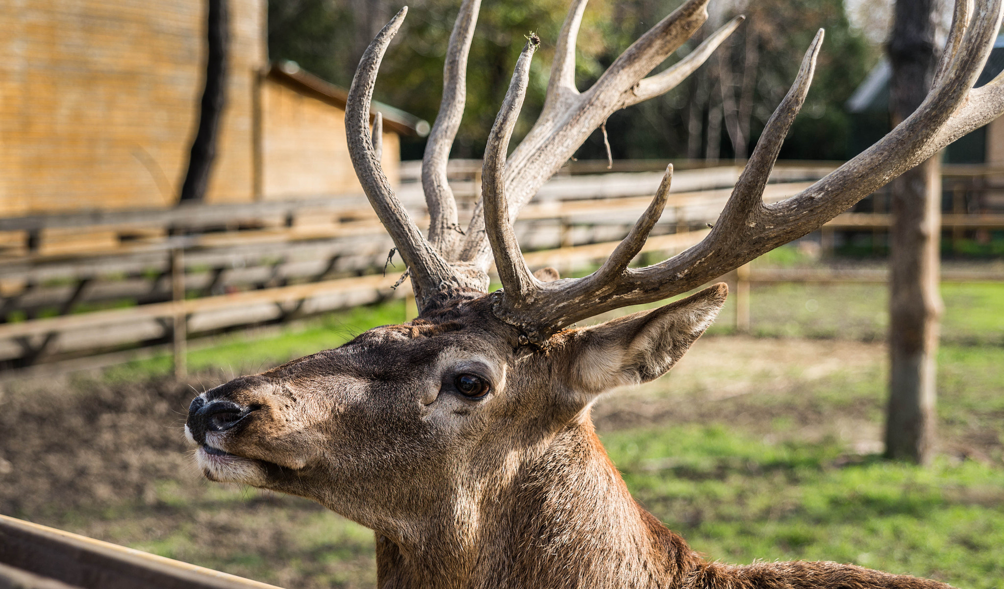 Nikon D610 sample photo. Stag portrait photography