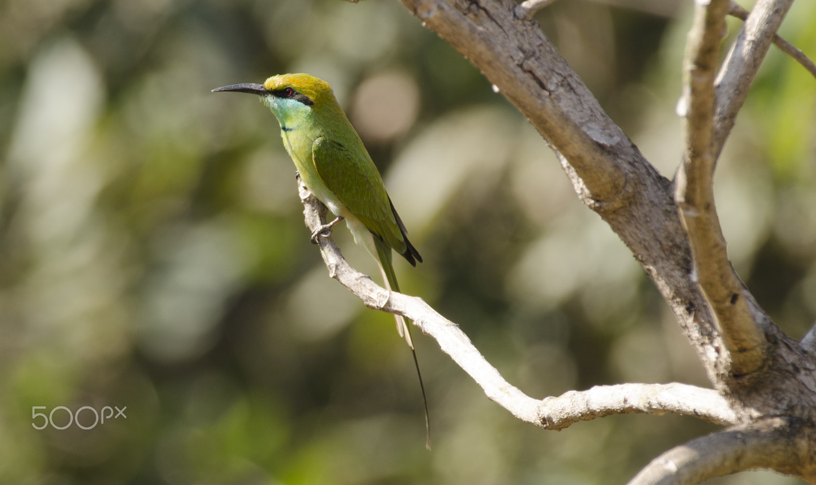 Nikon AF-S Nikkor 200-500mm F5.6E ED VR sample photo. Bee eater photography