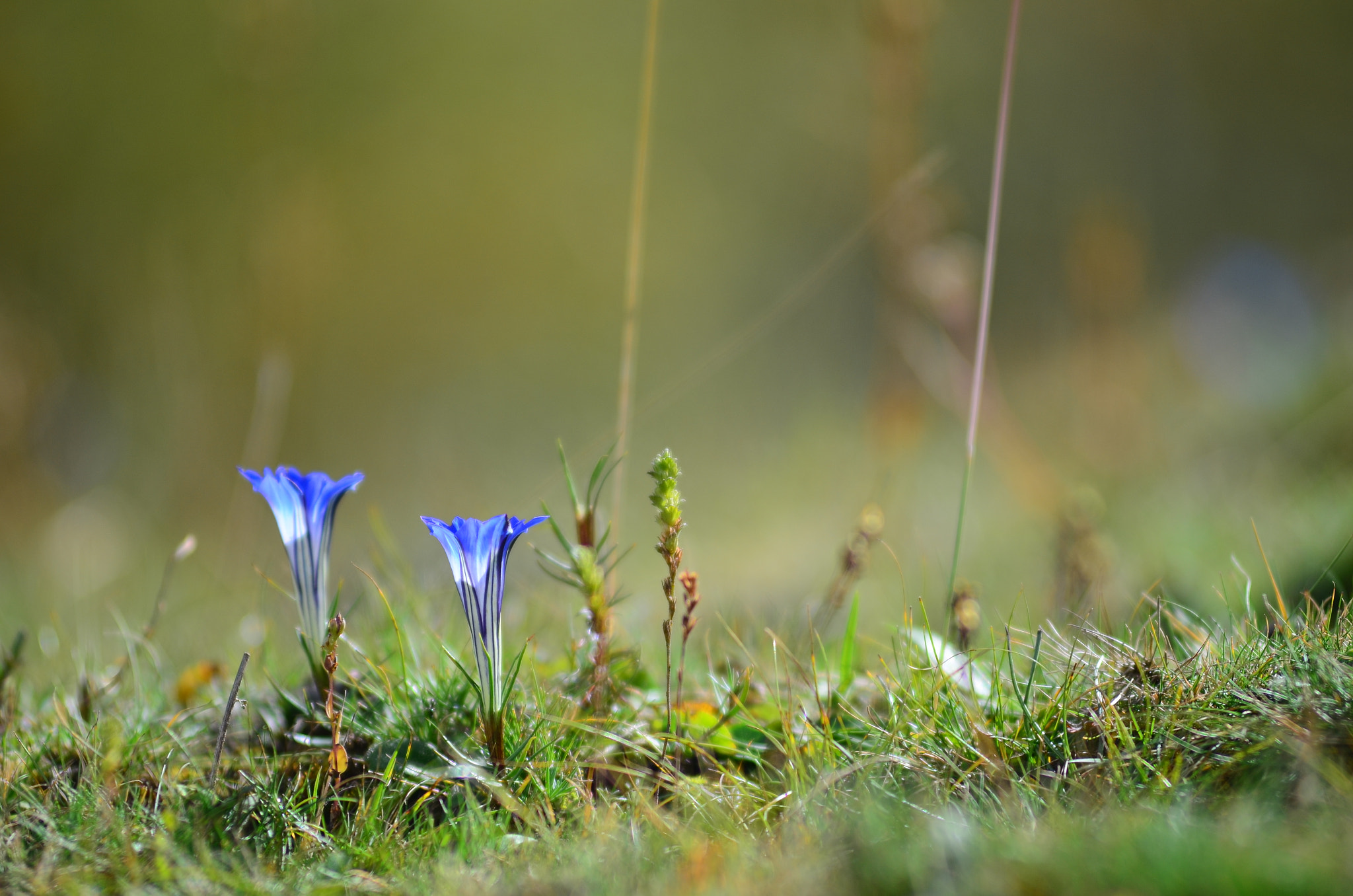 Nikon AF-Nikkor 80-200mm F2.8D ED sample photo