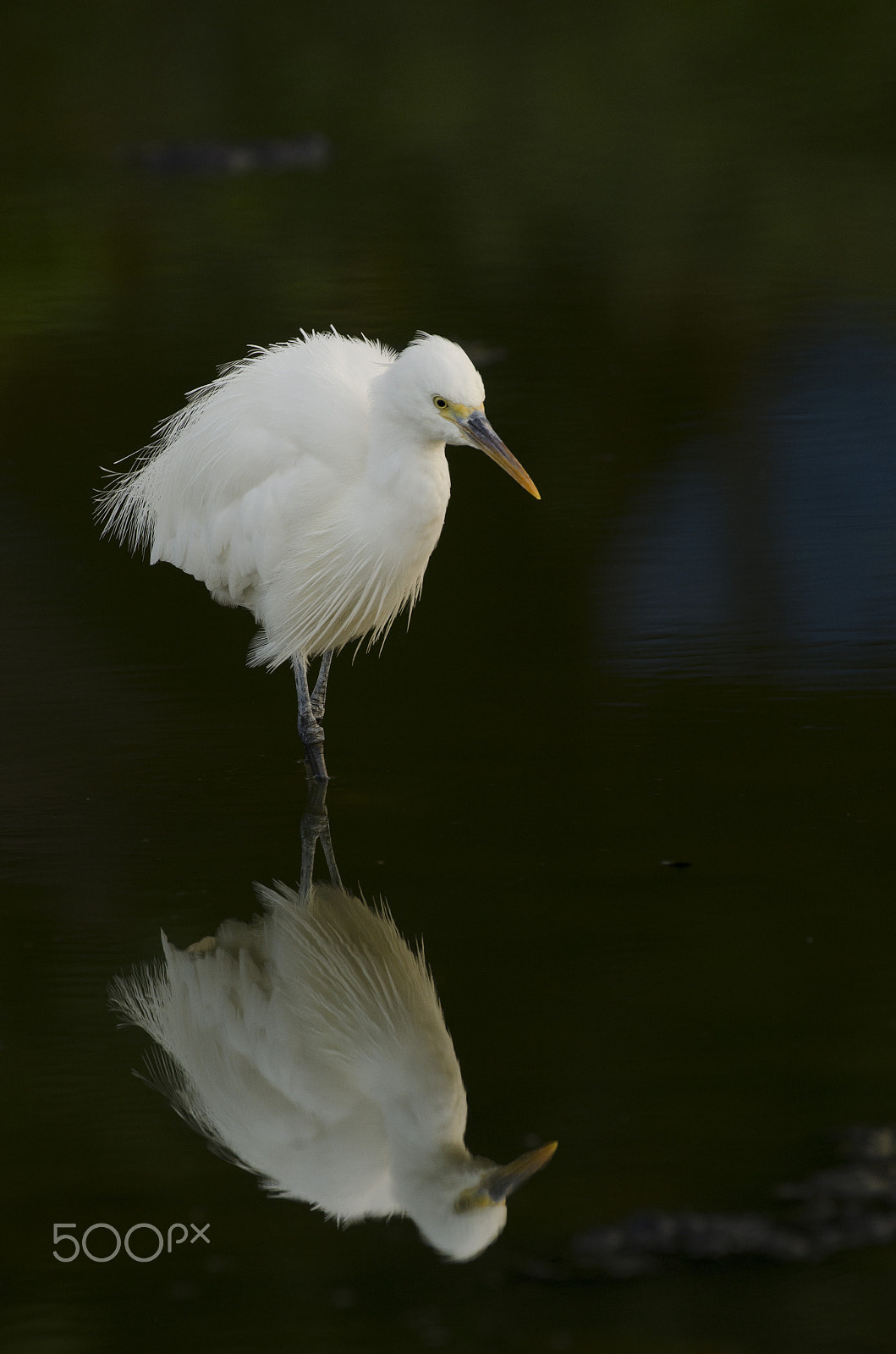 Nikon AF-S Nikkor 200-500mm F5.6E ED VR sample photo. Reflections of a dreamer photography
