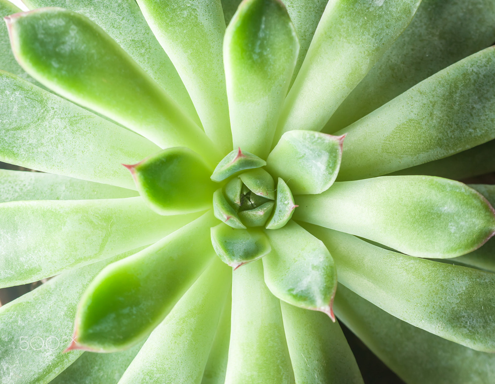 Canon EF 100mm F2.8 Macro USM sample photo. Beautiful geometric succulent top view photography