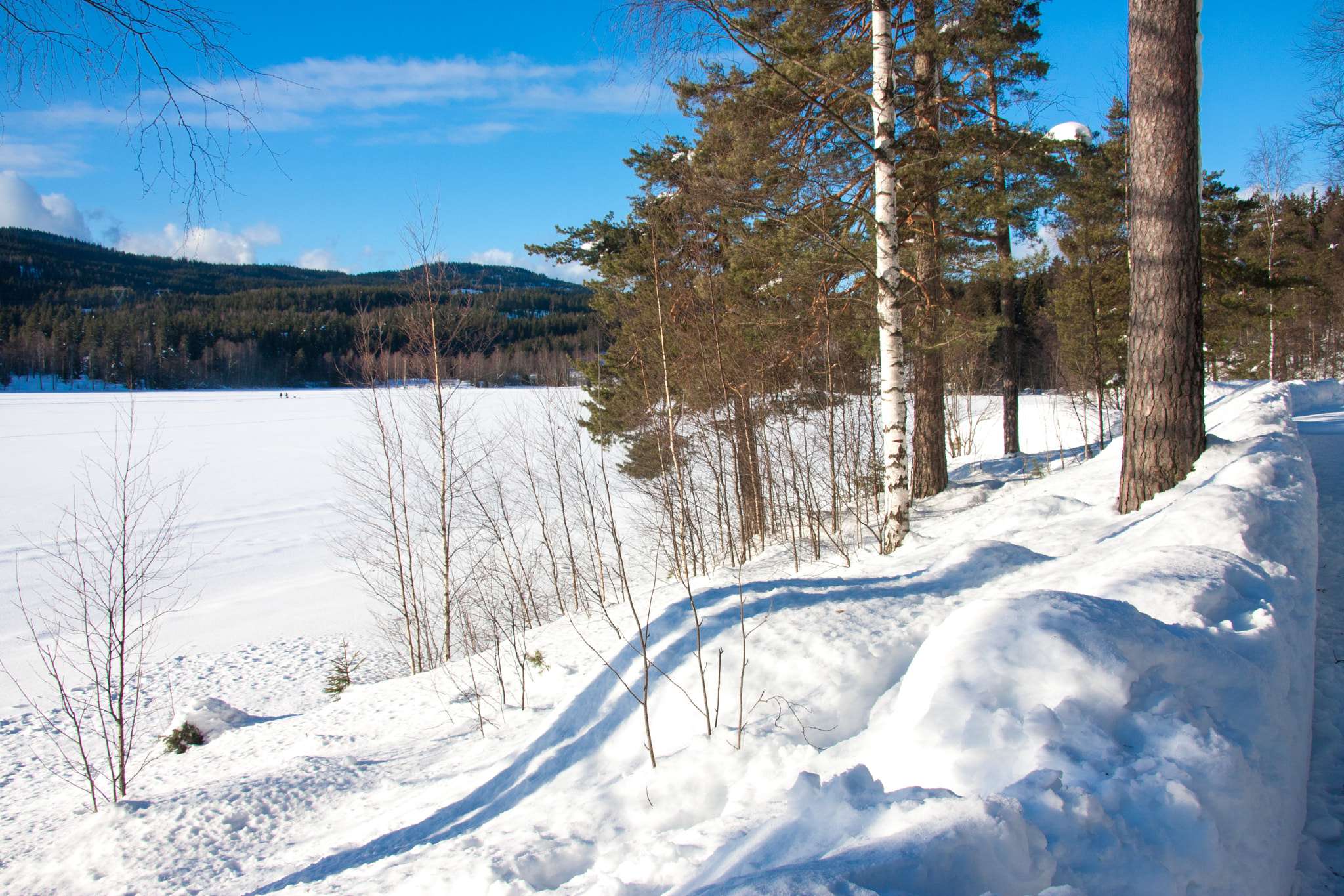 Canon EF-S 17-85mm F4-5.6 IS USM sample photo. Trees in the snow photography