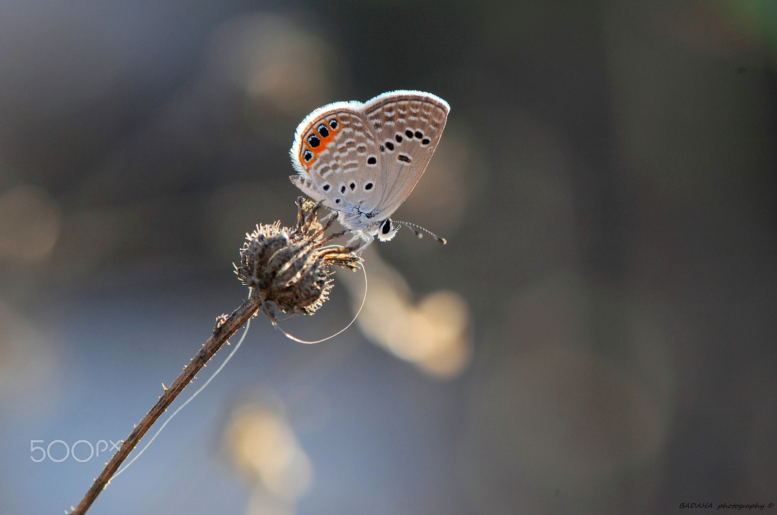 Nikon AF-S Micro-Nikkor 105mm F2.8G IF-ED VR sample photo. Evening rest photography