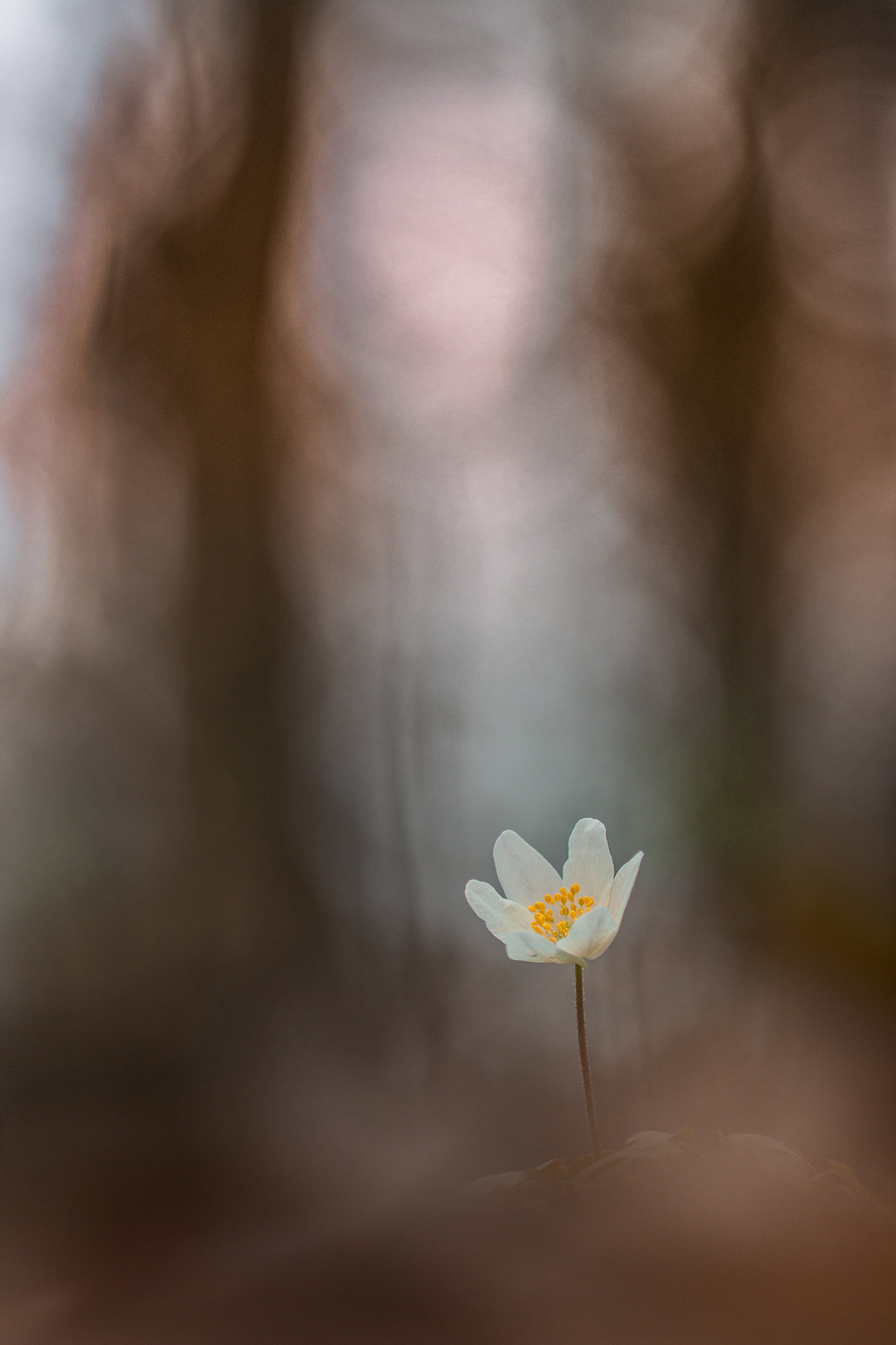 Canon EF 100mm F2.8L Macro IS USM sample photo. Anémone photography