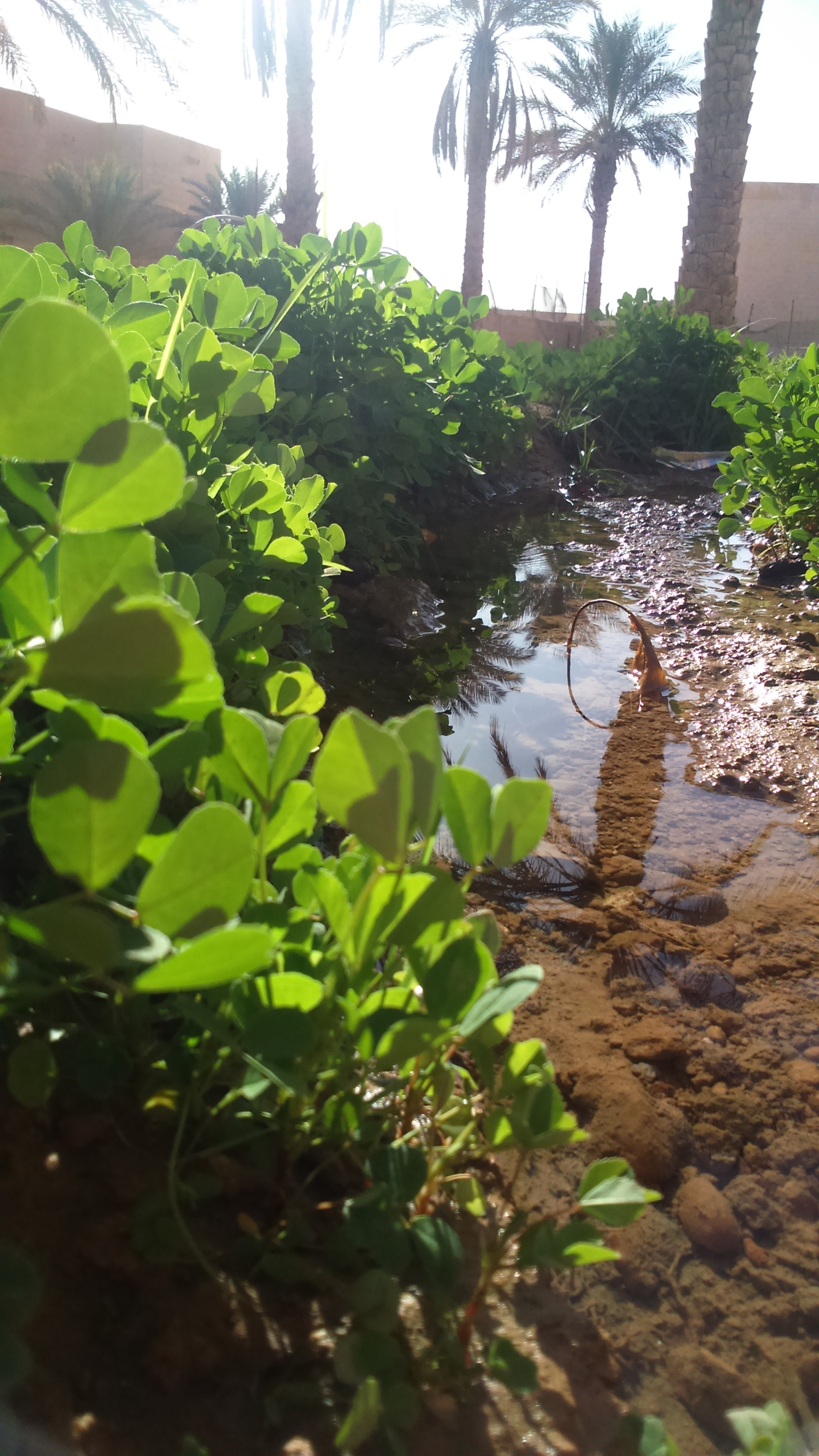 Sony Xperia M2 sample photo. Tff  photography
