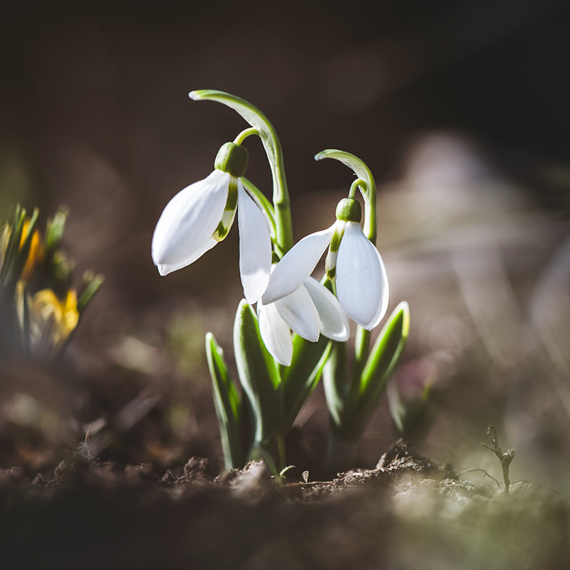 Nikon AF-S Micro-Nikkor 105mm F2.8G IF-ED VR sample photo. семья photography