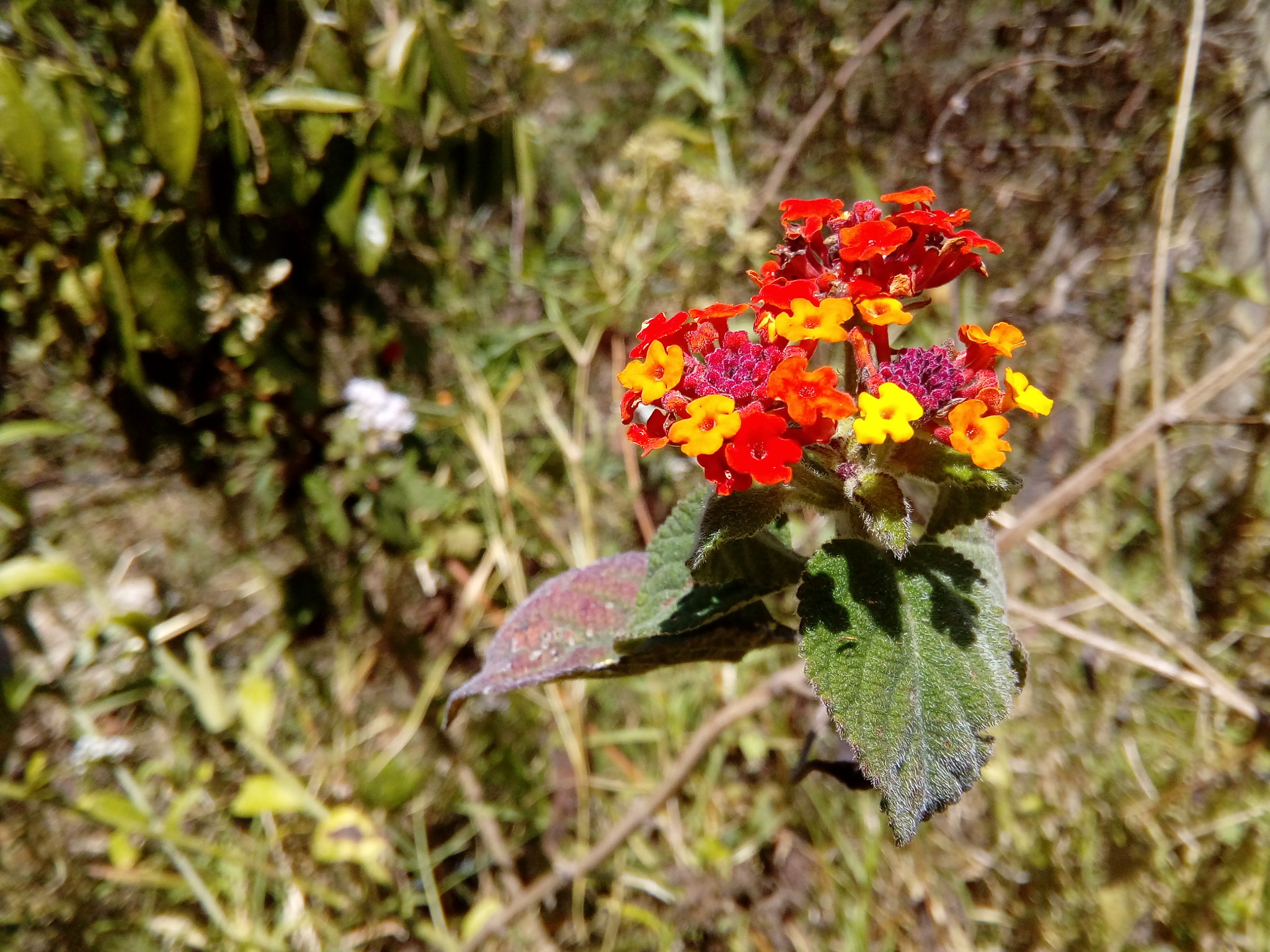 ZTE Blade V6 Max sample photo. Flowers photography