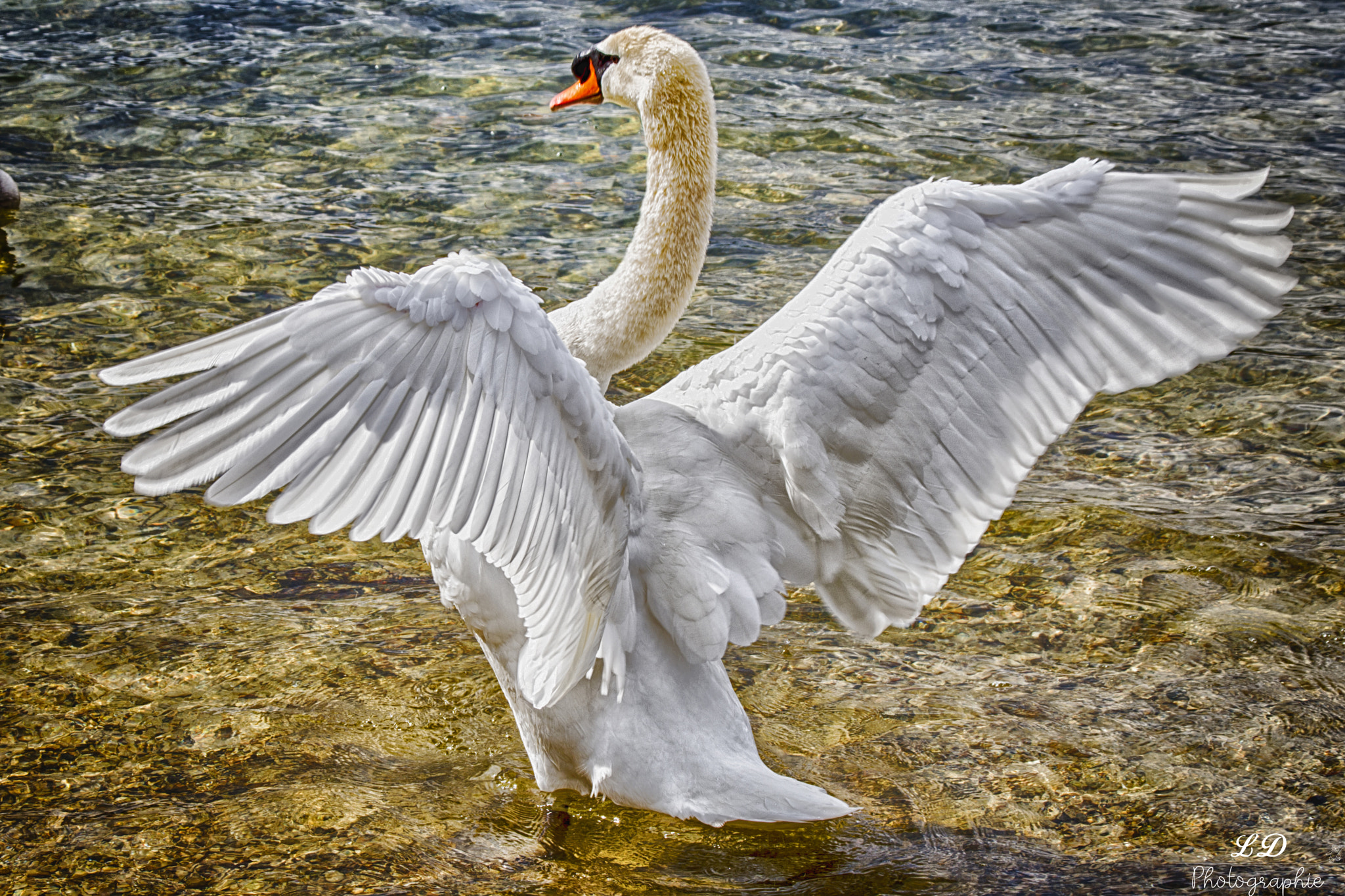 Nikon D7200 + Sigma 28-300mm F3.5-6.3 DG Macro sample photo. Cygne photography