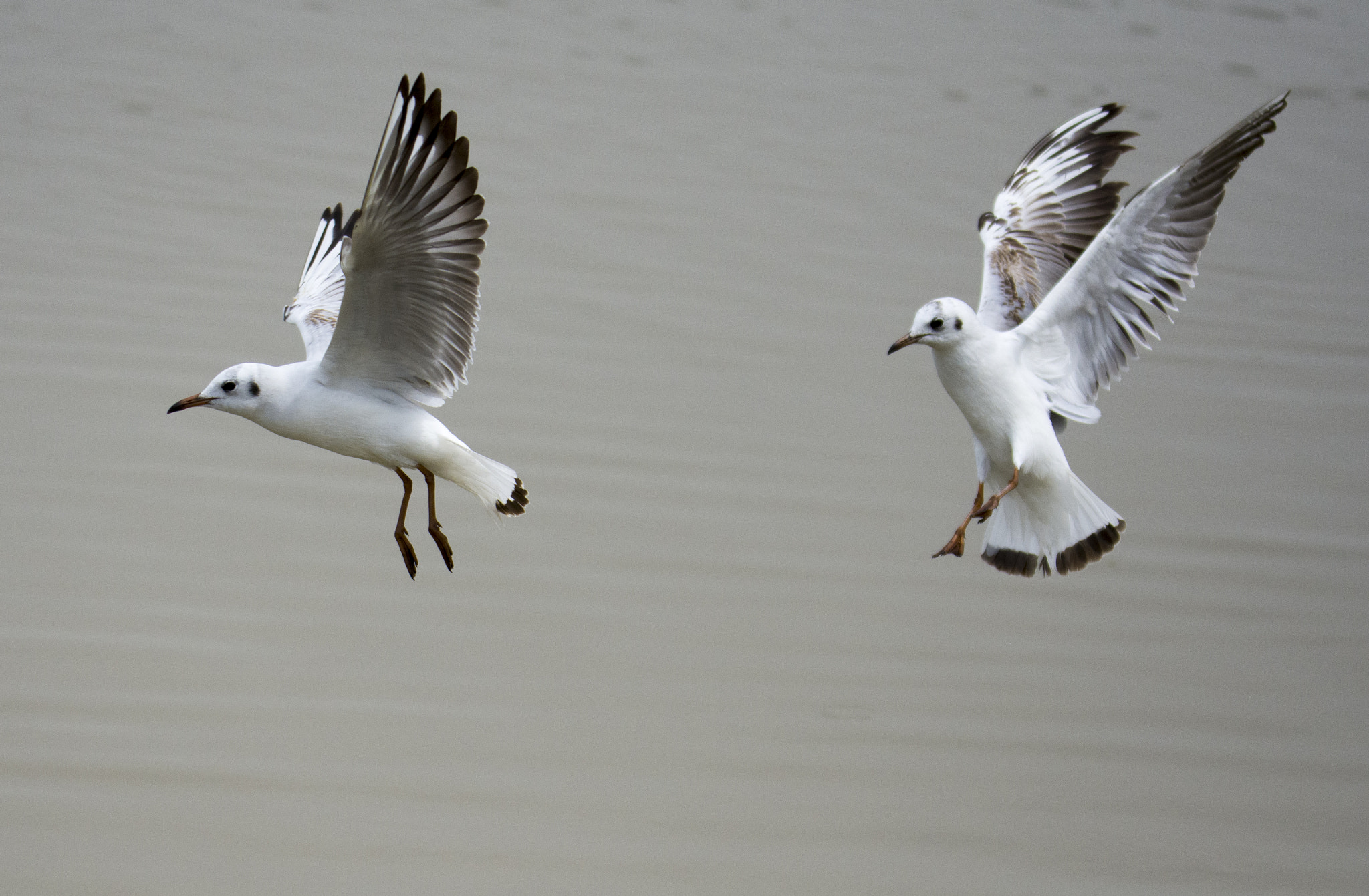 Nikon D7200 + Tamron SP 150-600mm F5-6.3 Di VC USD sample photo. Seagulls in the air photography