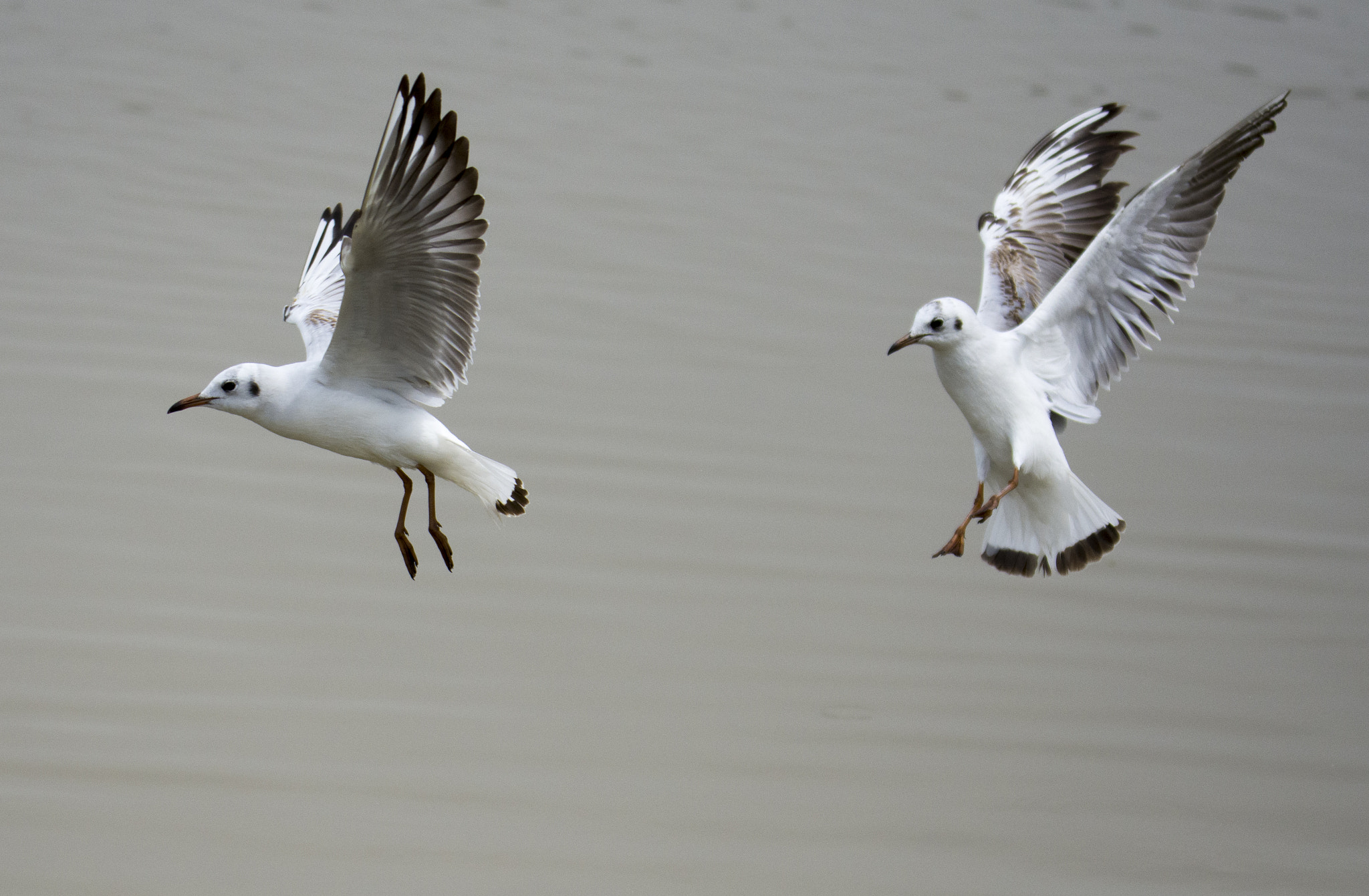Nikon D7200 sample photo. Seagulls in the air photography