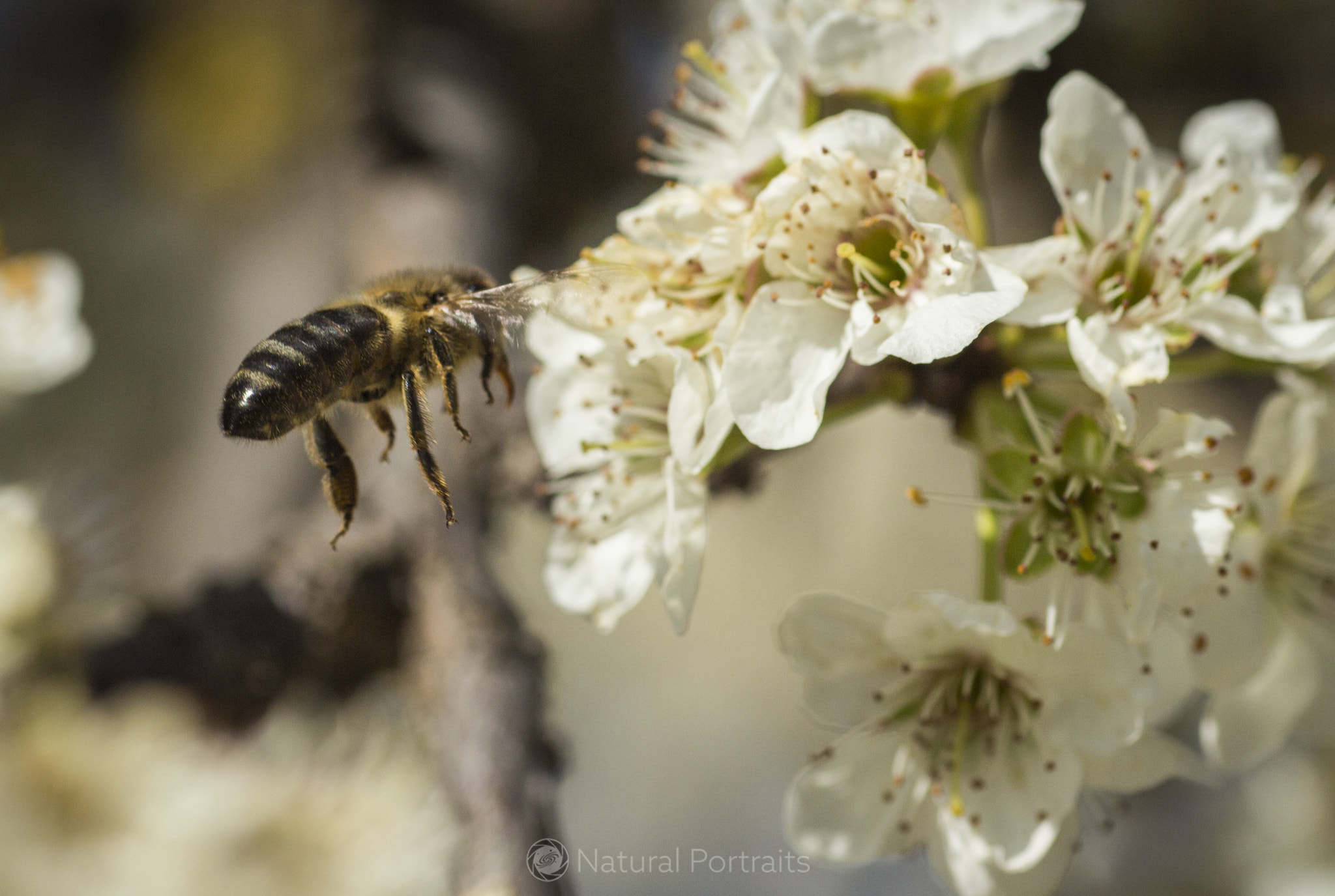 Canon EOS 700D (EOS Rebel T5i / EOS Kiss X7i) + Canon EF 35-80mm f/4-5.6 sample photo. Bee flying photography