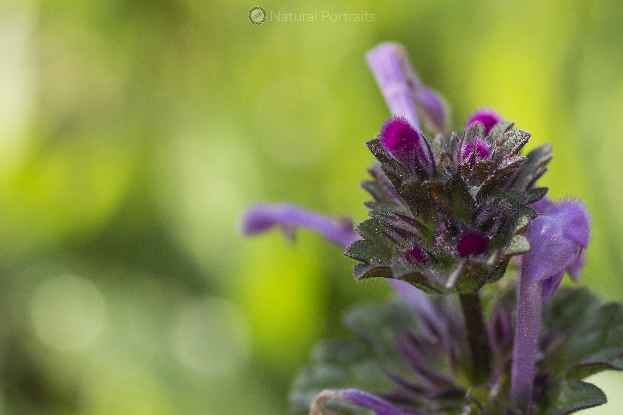 Canon EF 35-80mm f/4-5.6 sample photo. Colors in the morning photography