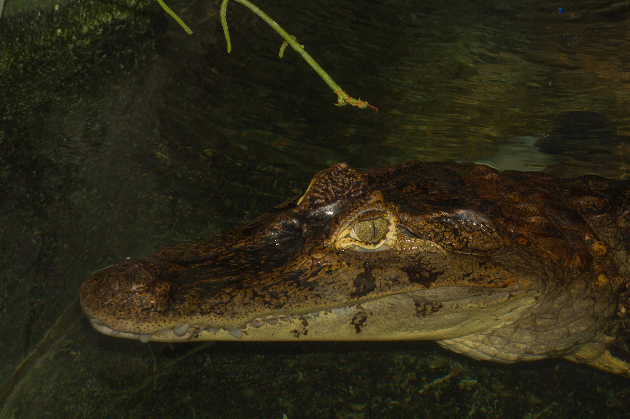 Canon EF 100mm F2.8 Macro USM sample photo. Crocodile photography