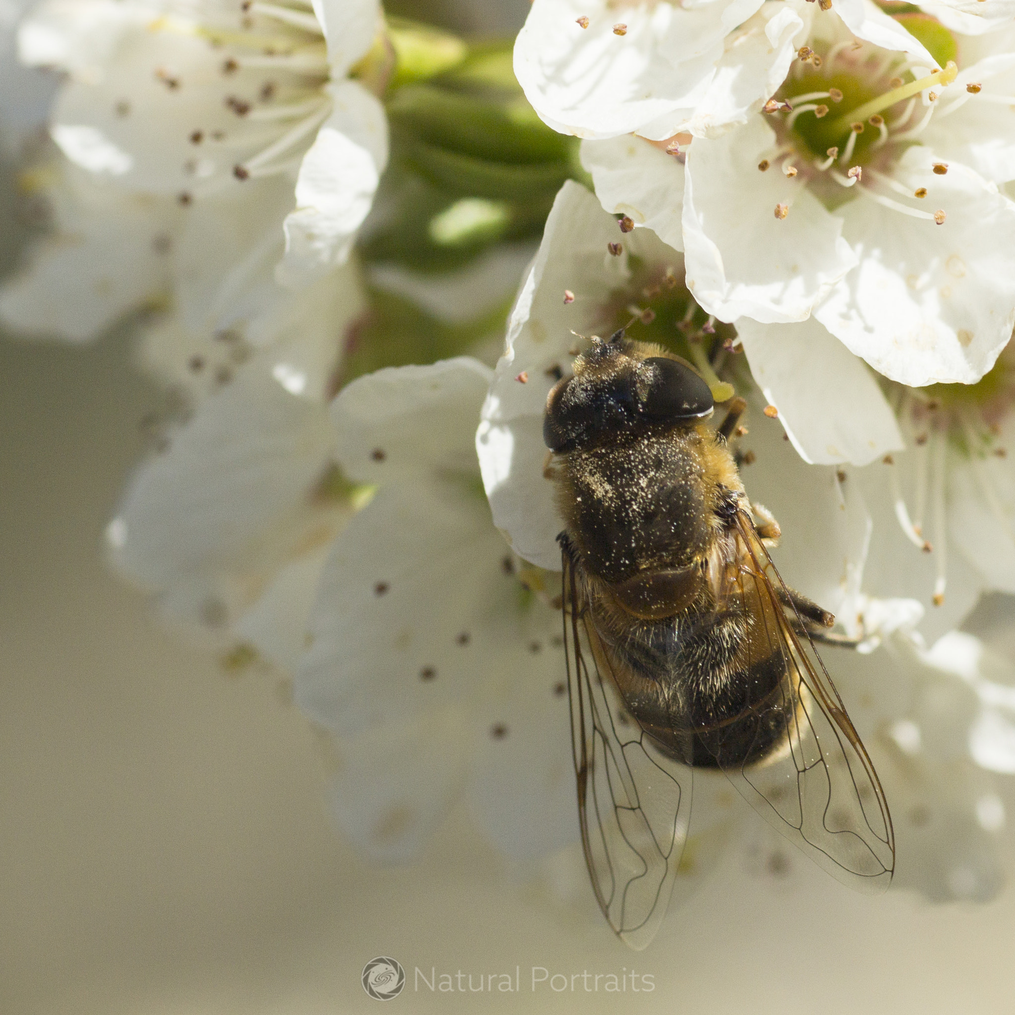 Canon EF 35-80mm f/4-5.6 sample photo. Working bee photography