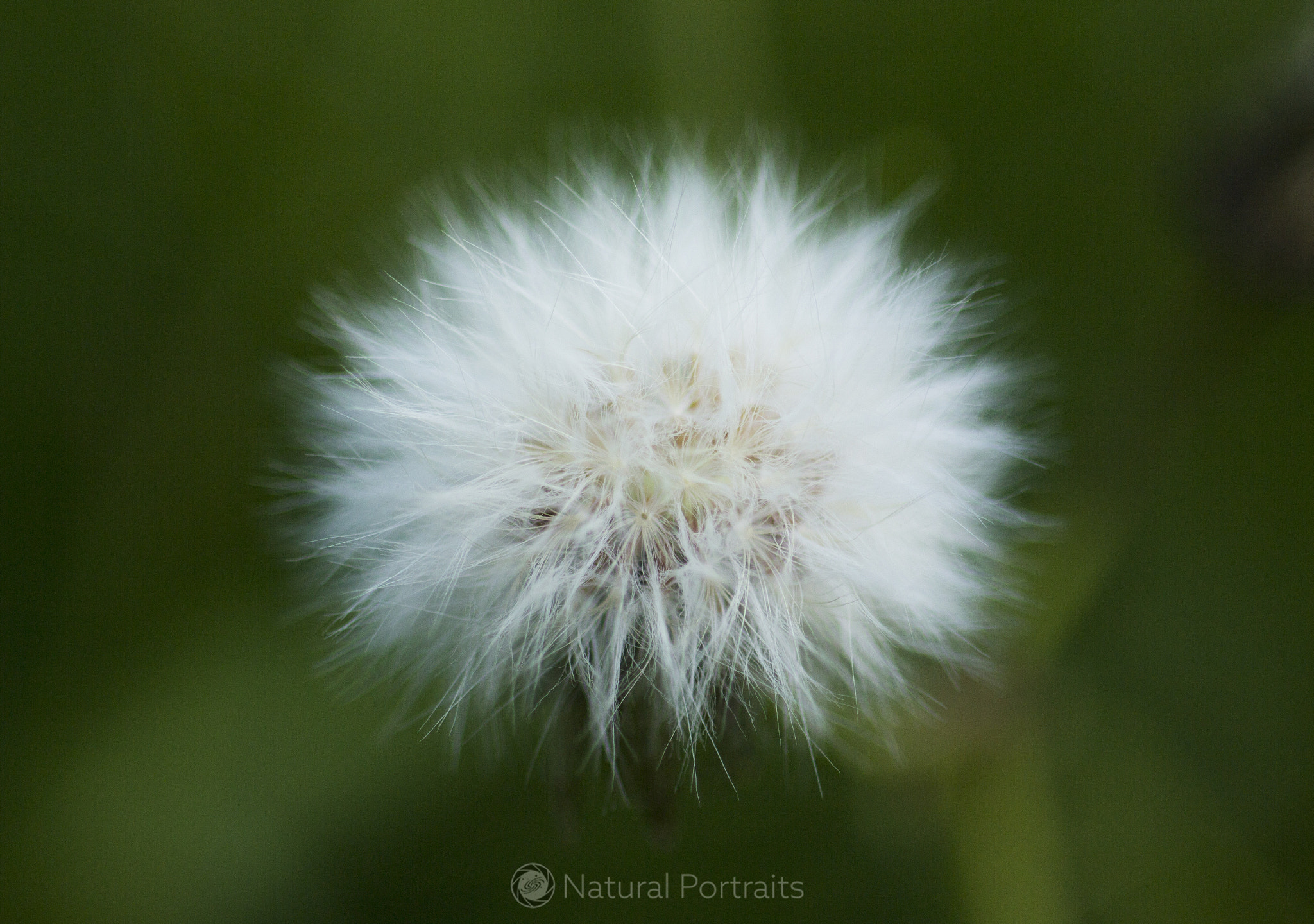 Canon EF 35-80mm f/4-5.6 sample photo. Dandelion photography