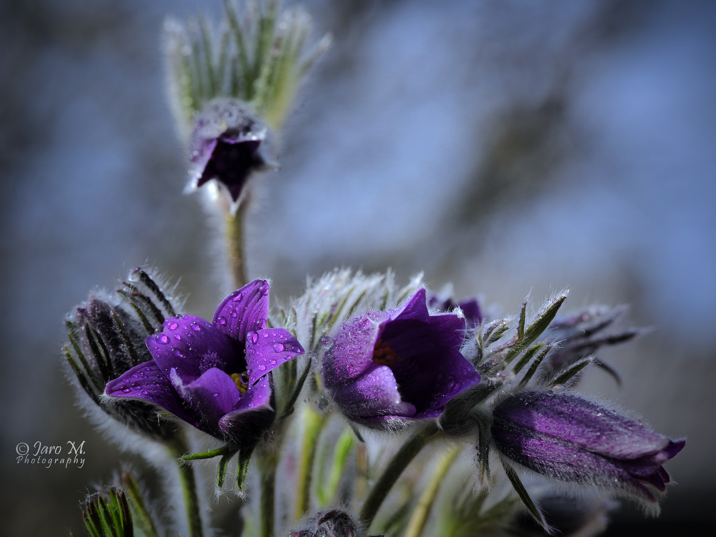 Olympus OM-D E-M1 Mark II + Olympus M.Zuiko Digital ED 60mm F2.8 Macro sample photo. Springtime photography