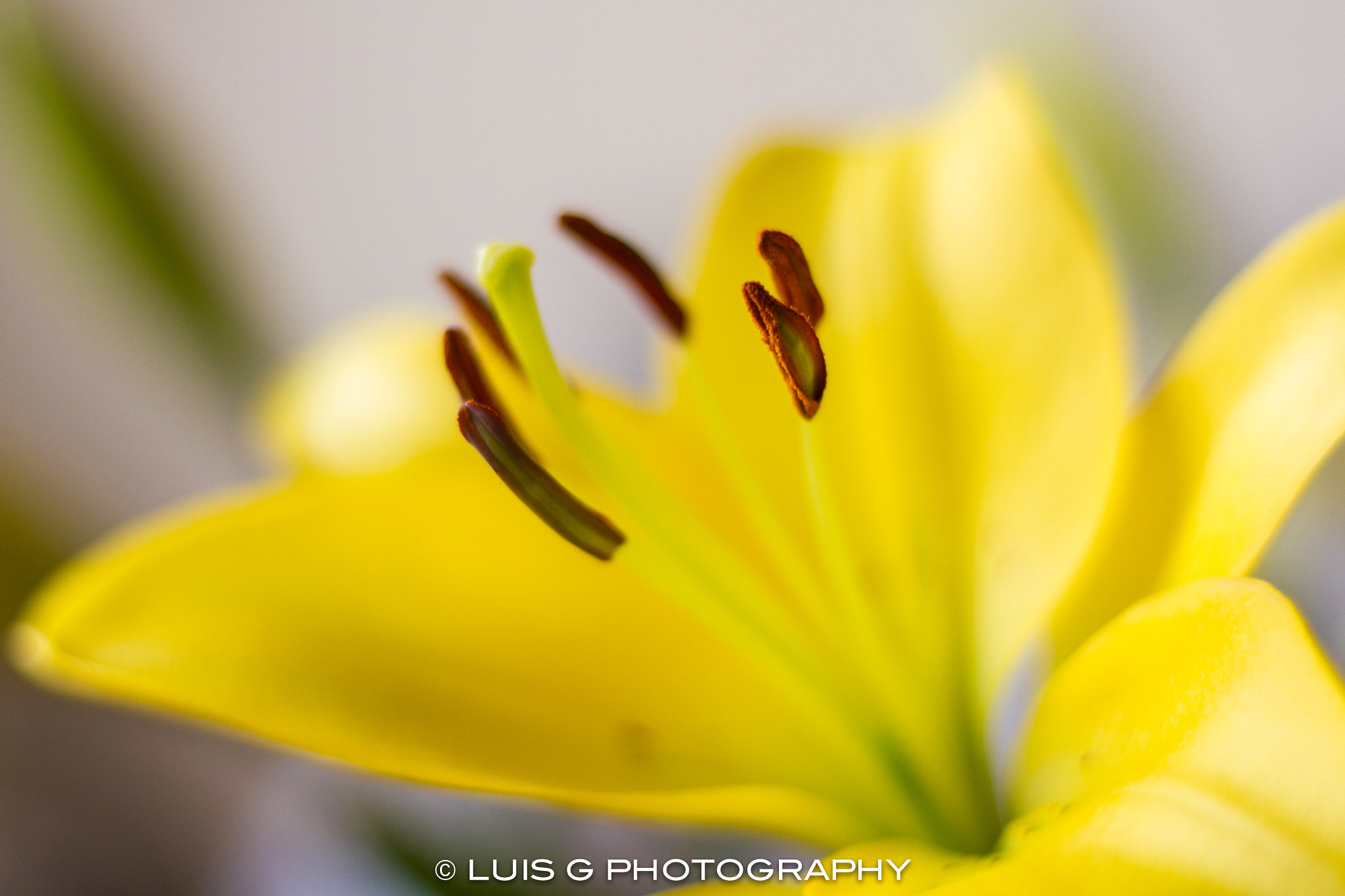 Canon EOS 7D + Canon EF 50mm F1.8 STM sample photo. Lirios photography