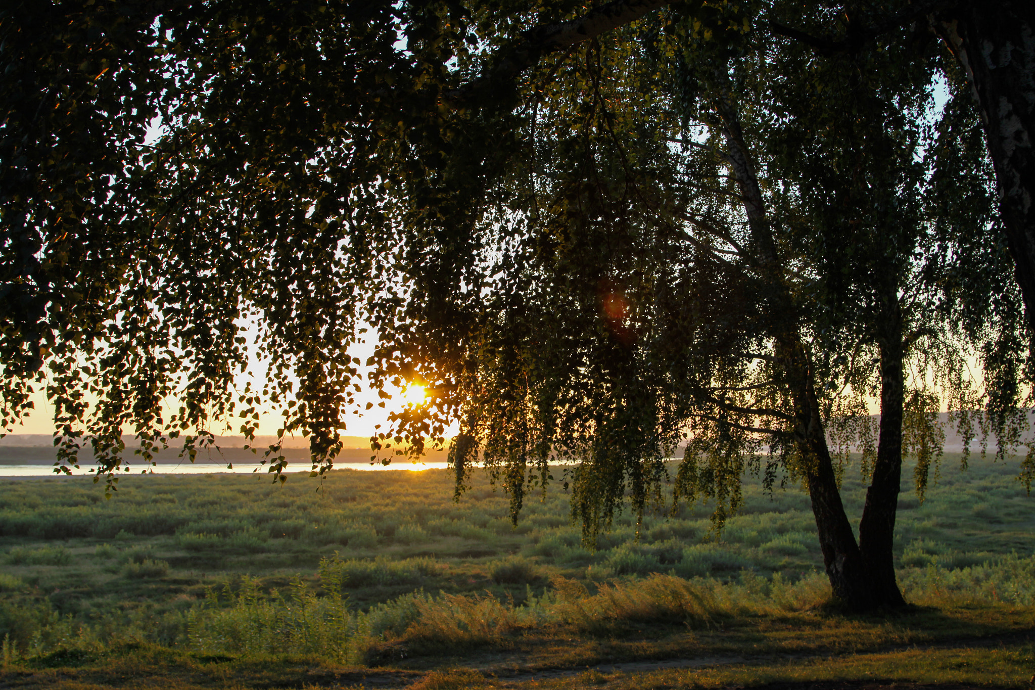 Canon EOS 50D + Canon EF 24-105mm F4L IS USM sample photo. Birch photography