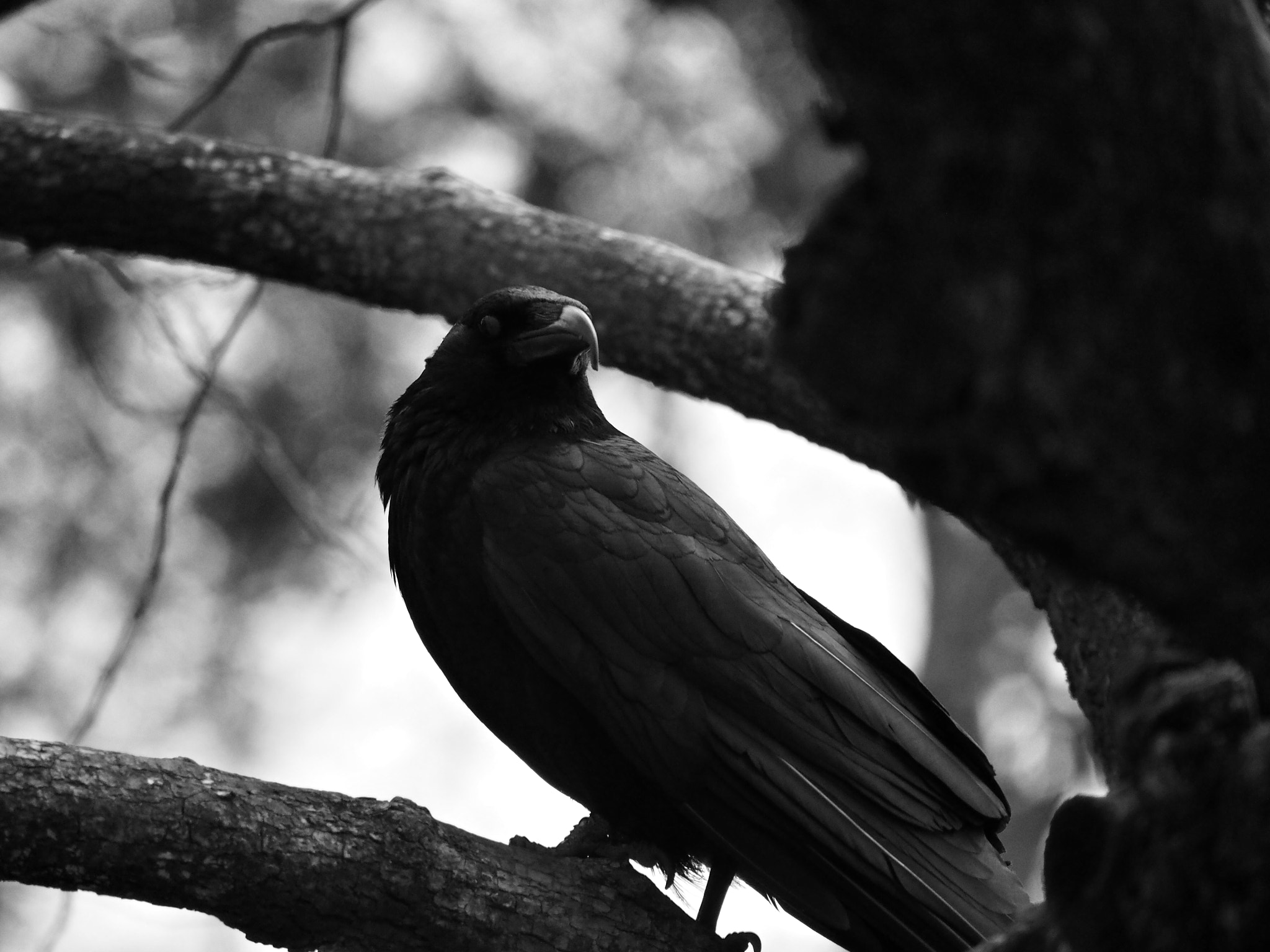 Olympus OM-D E-M1 sample photo. Crow photography