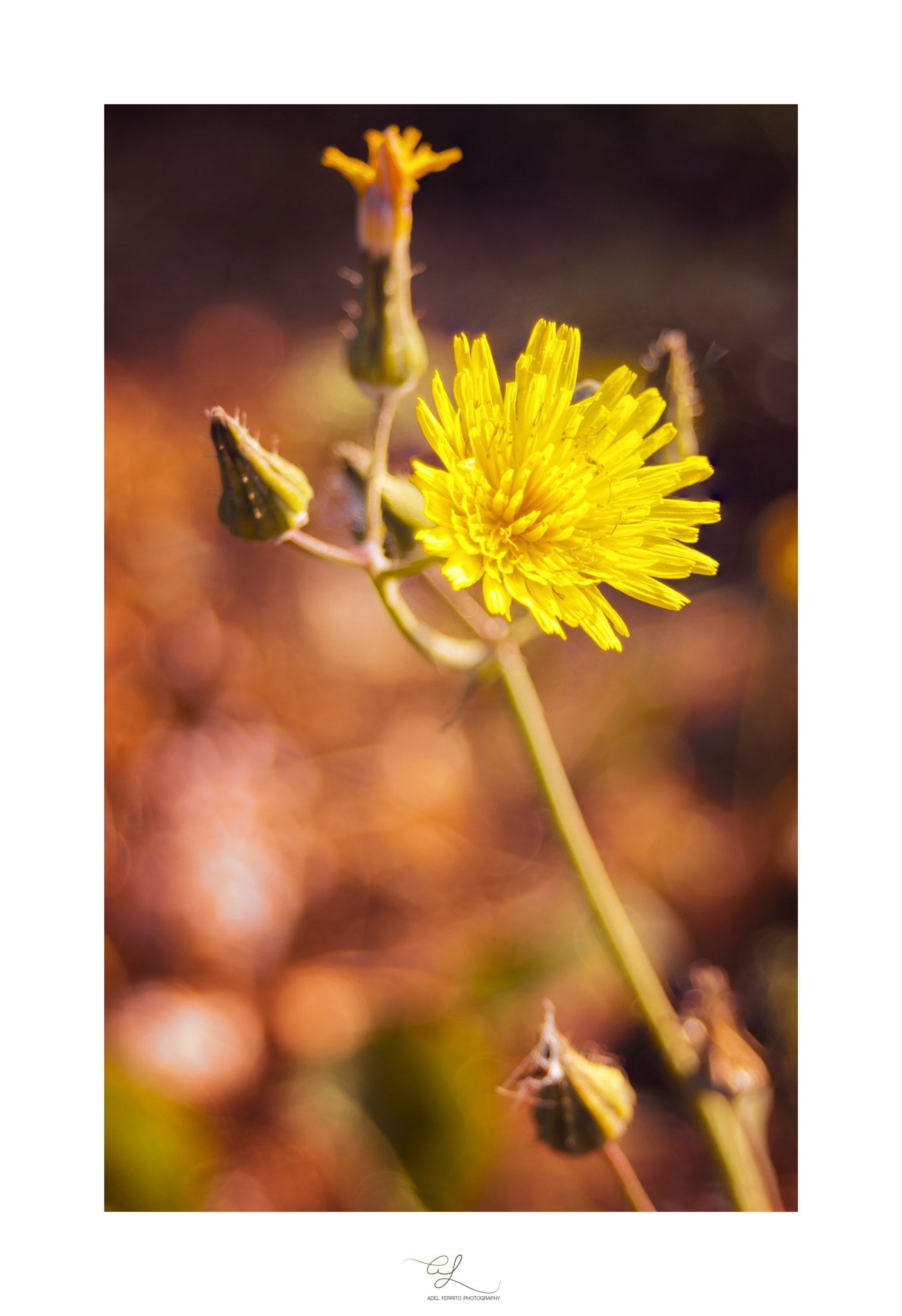 Nikon D3200 sample photo. Taraxacum photography