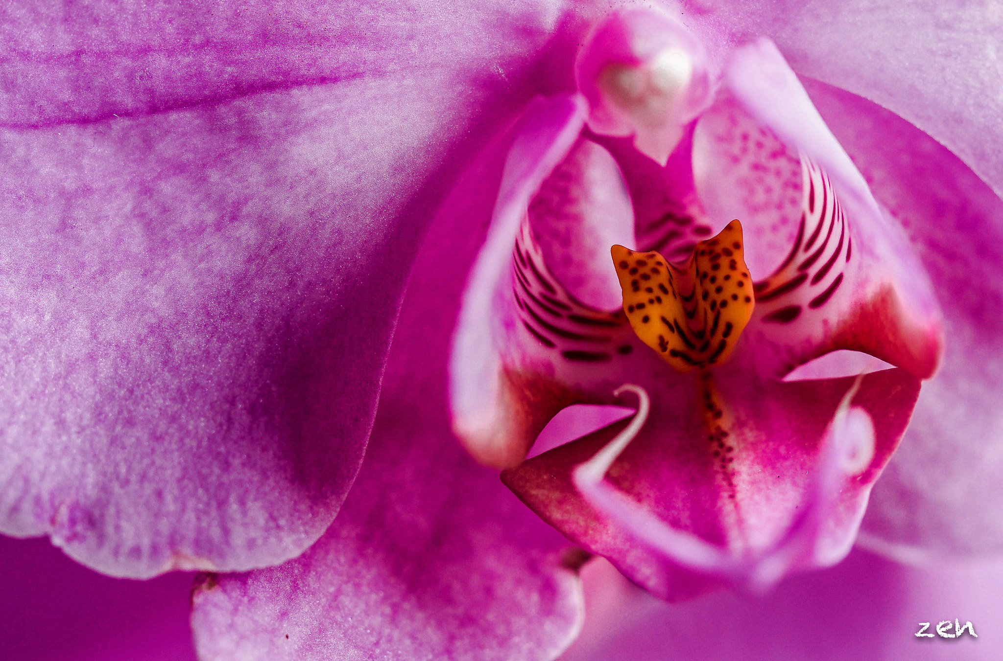 Olympus M.Zuiko Digital ED 60mm F2.8 Macro sample photo. La magia dell'orchidea.. photography
