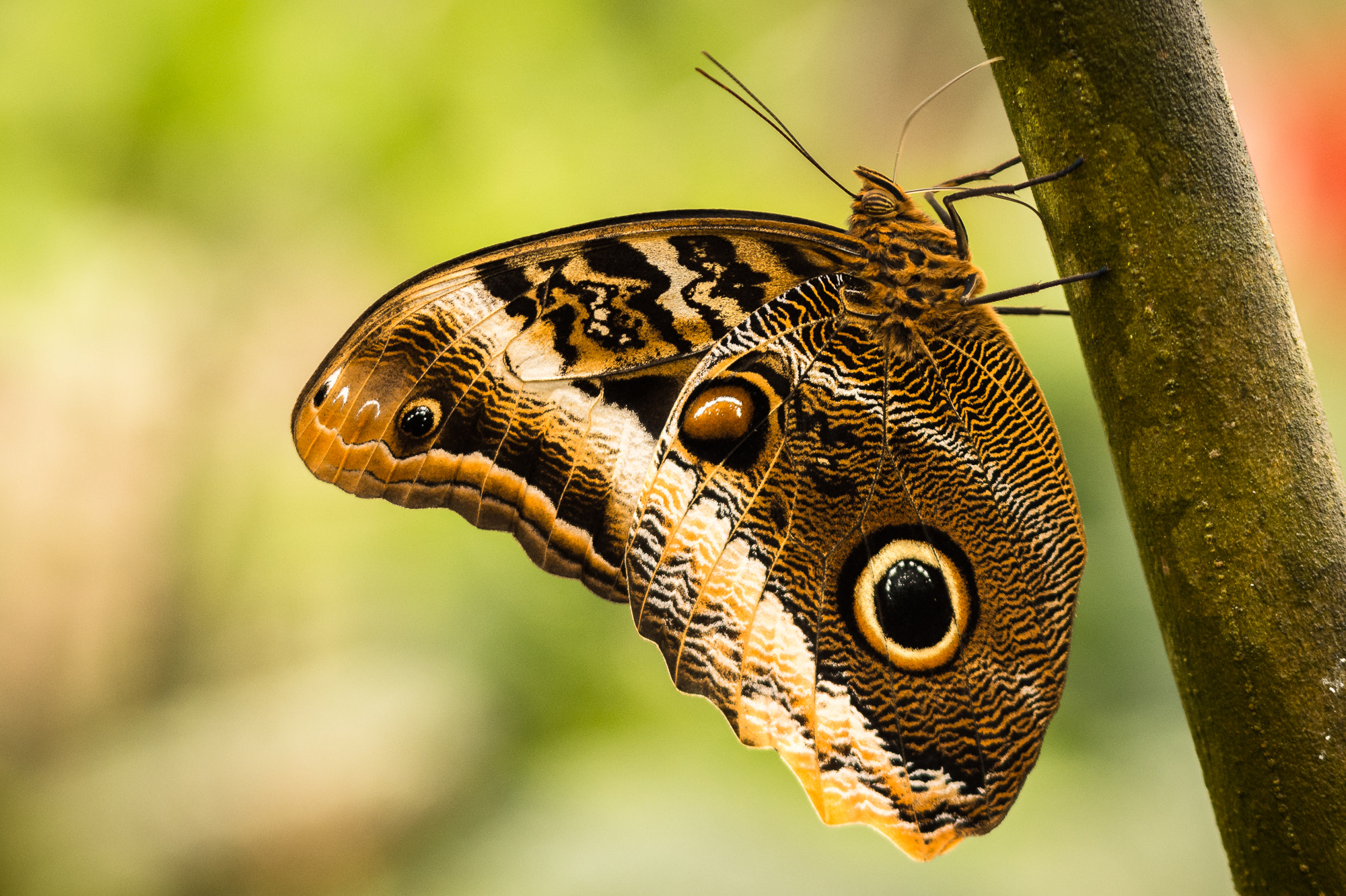Sigma 105mm F2.8 EX DG OS HSM sample photo. Yellow-edged giant owl photography