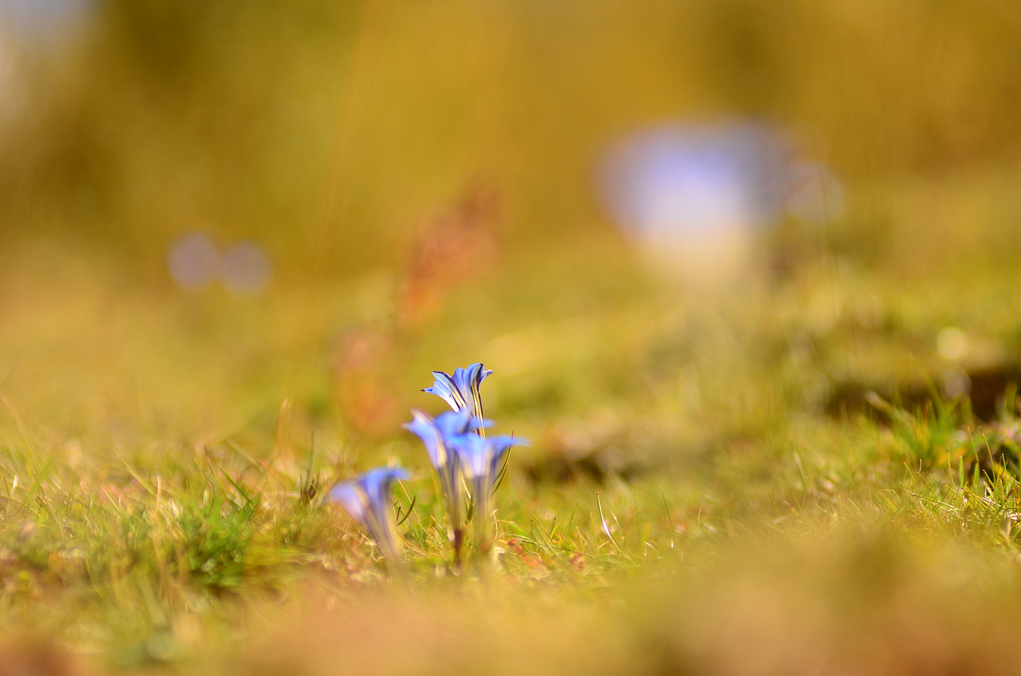 Nikon AF-Nikkor 80-200mm F2.8D ED sample photo