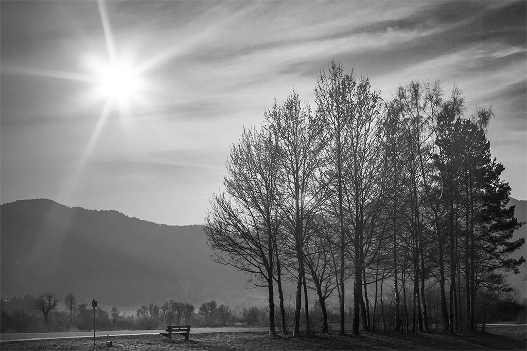 Canon EOS 40D + Canon EF 50mm F1.8 II sample photo. The first sunrays in spring photography