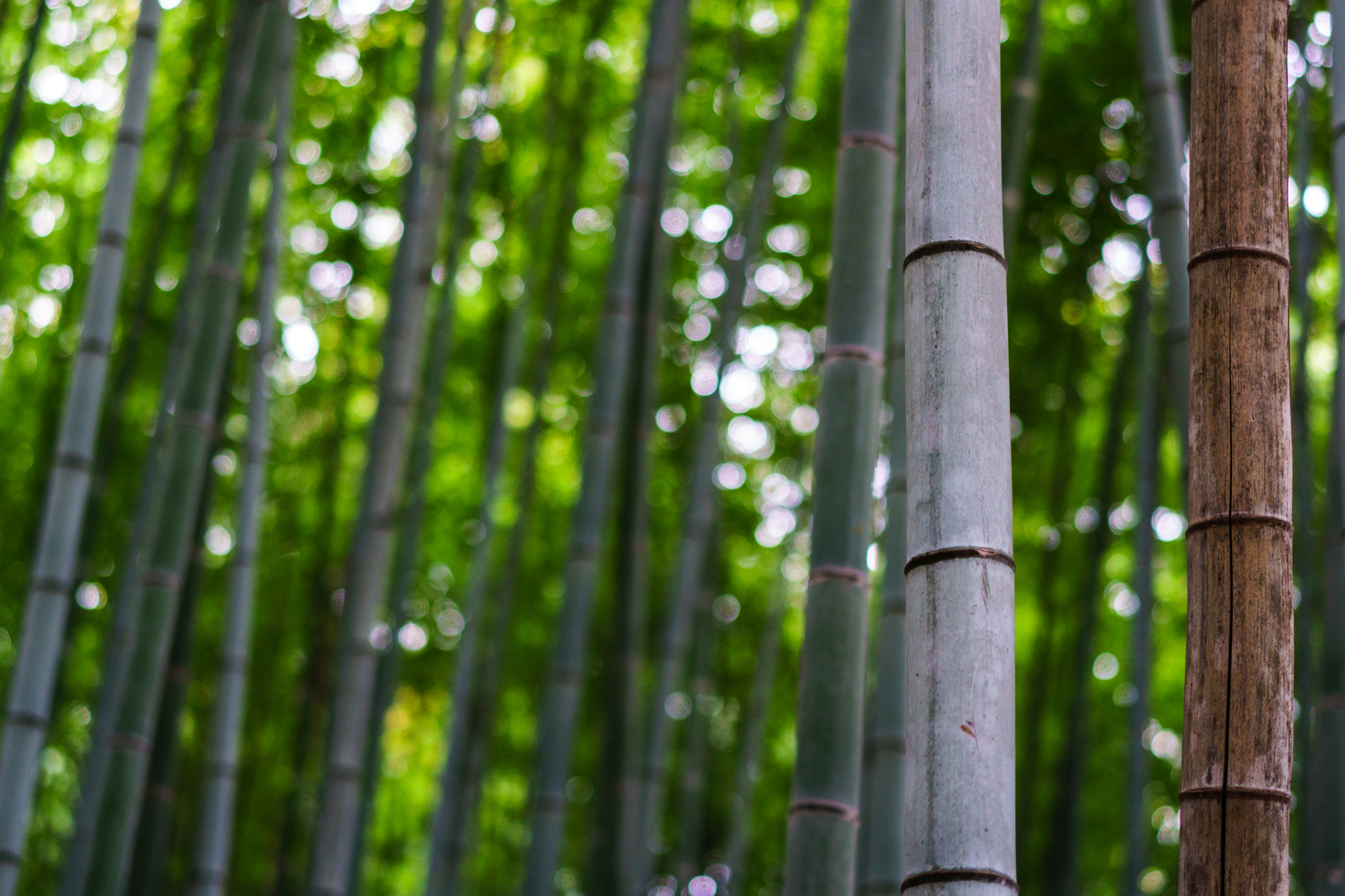 Sony a6500 + Sony Sonnar T* FE 55mm F1.8 ZA sample photo. Kyoto arashiyama bamboo forest photography
