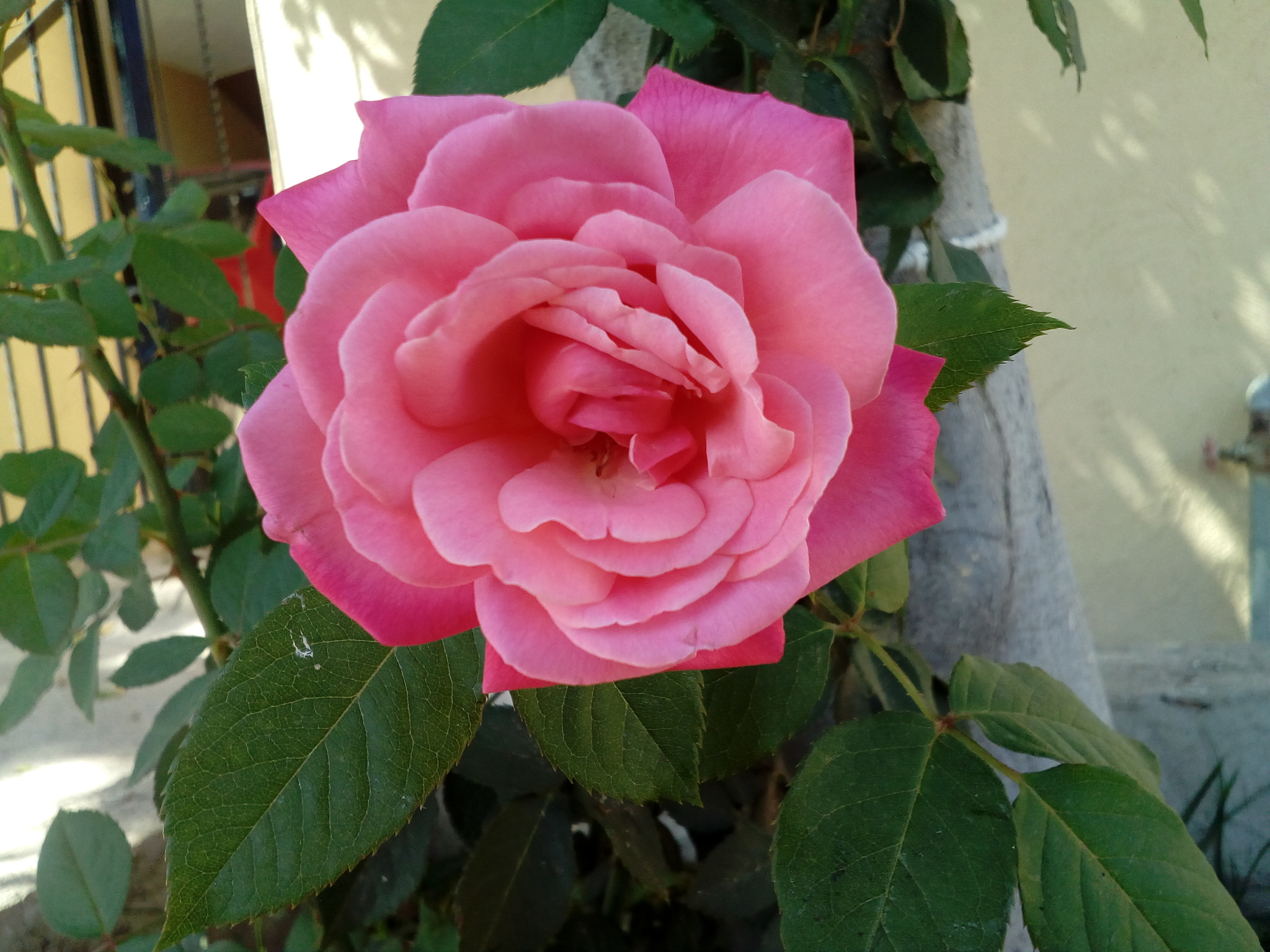 ZTE BLADE A510 sample photo. Pink rose photography