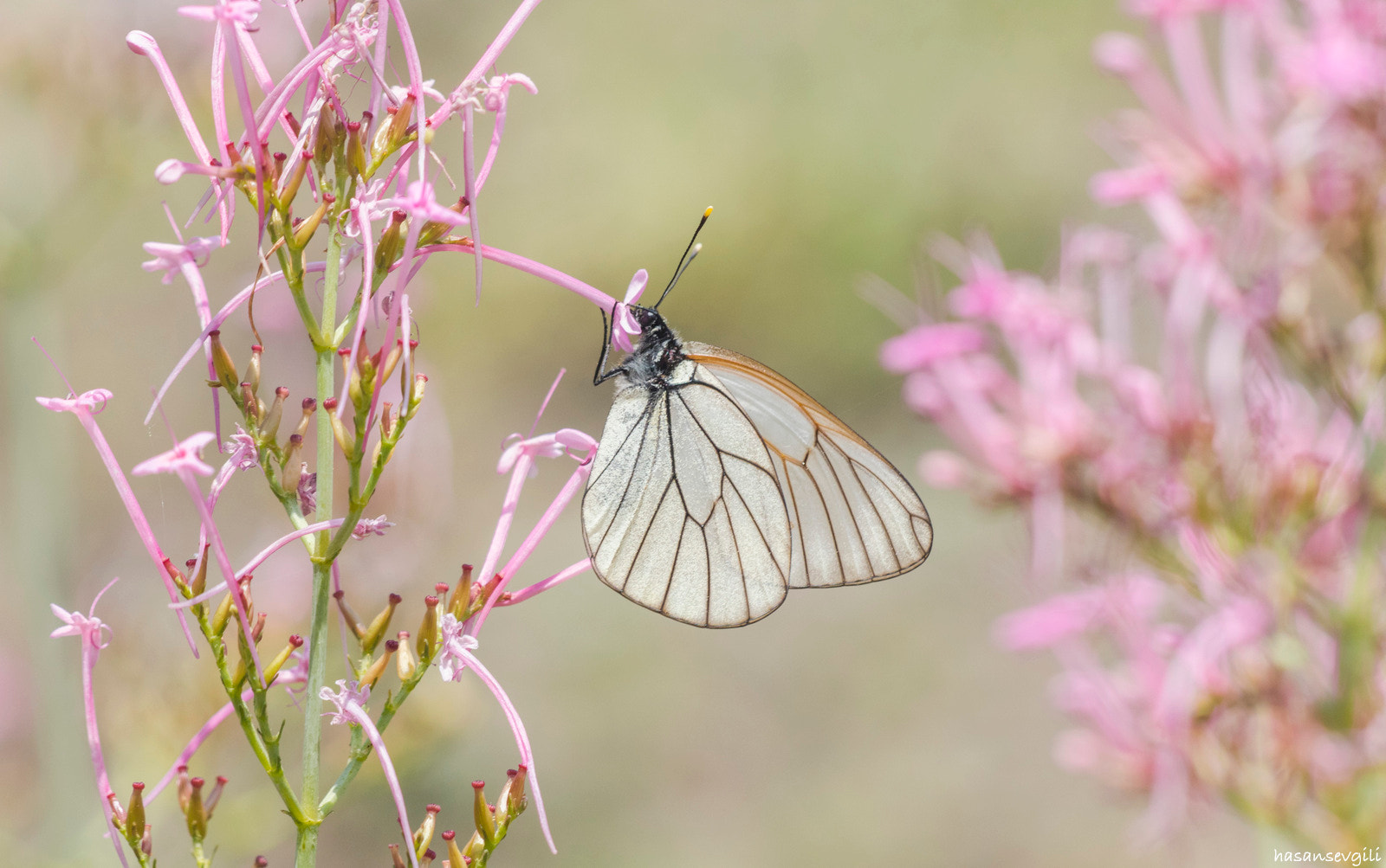 Sigma APO Macro 150mm f/2.8 EX DG HSM sample photo. Beauty photography