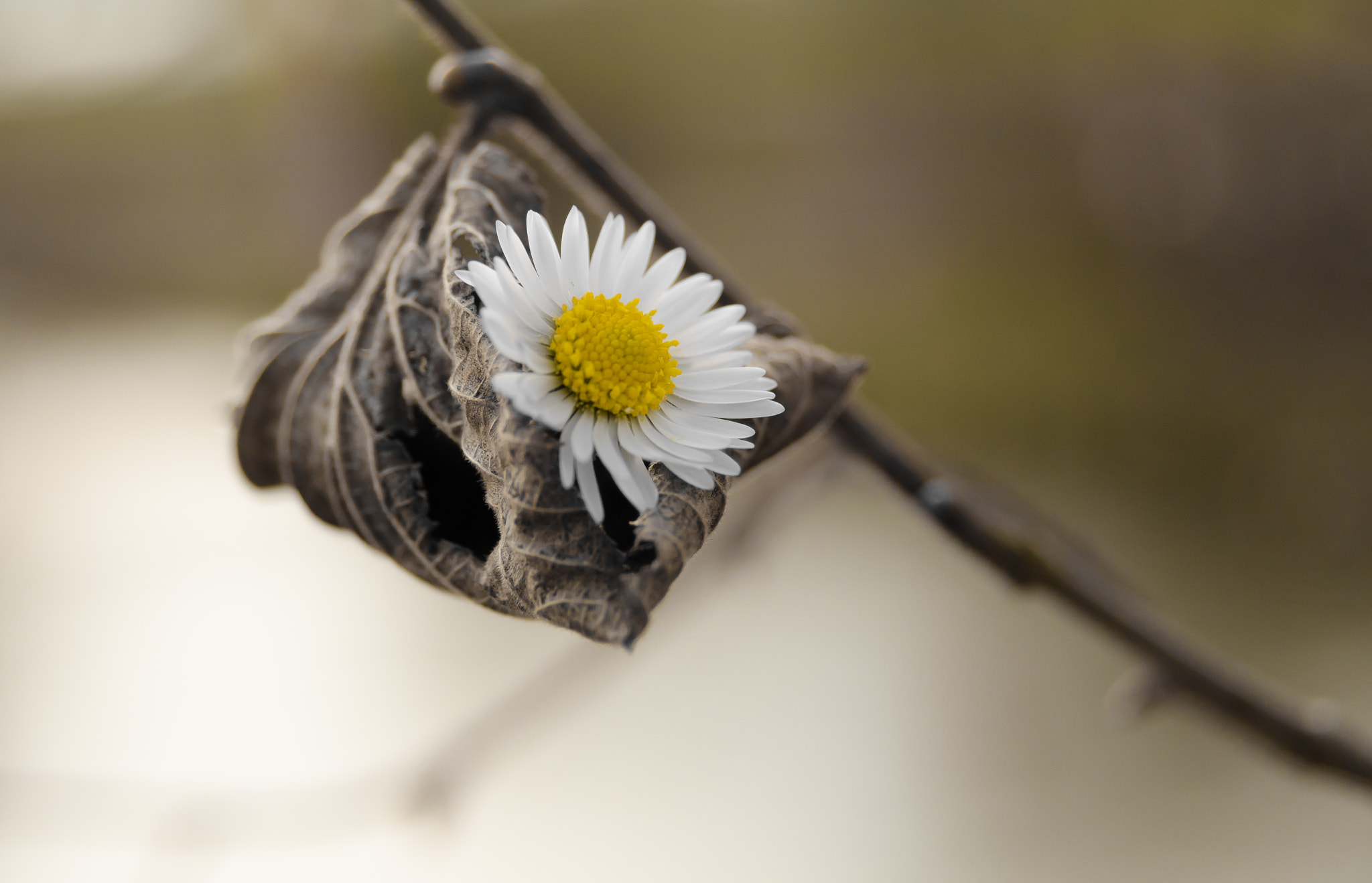 Nikon AF Nikkor 24-85mm F2.8-4D IF sample photo. Hammock daisy (von ) photography