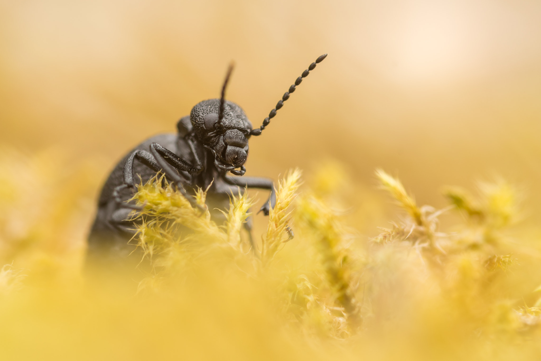 Sigma 105mm F2.8 EX DG OS HSM sample photo. Violet oil beetle iii. photography