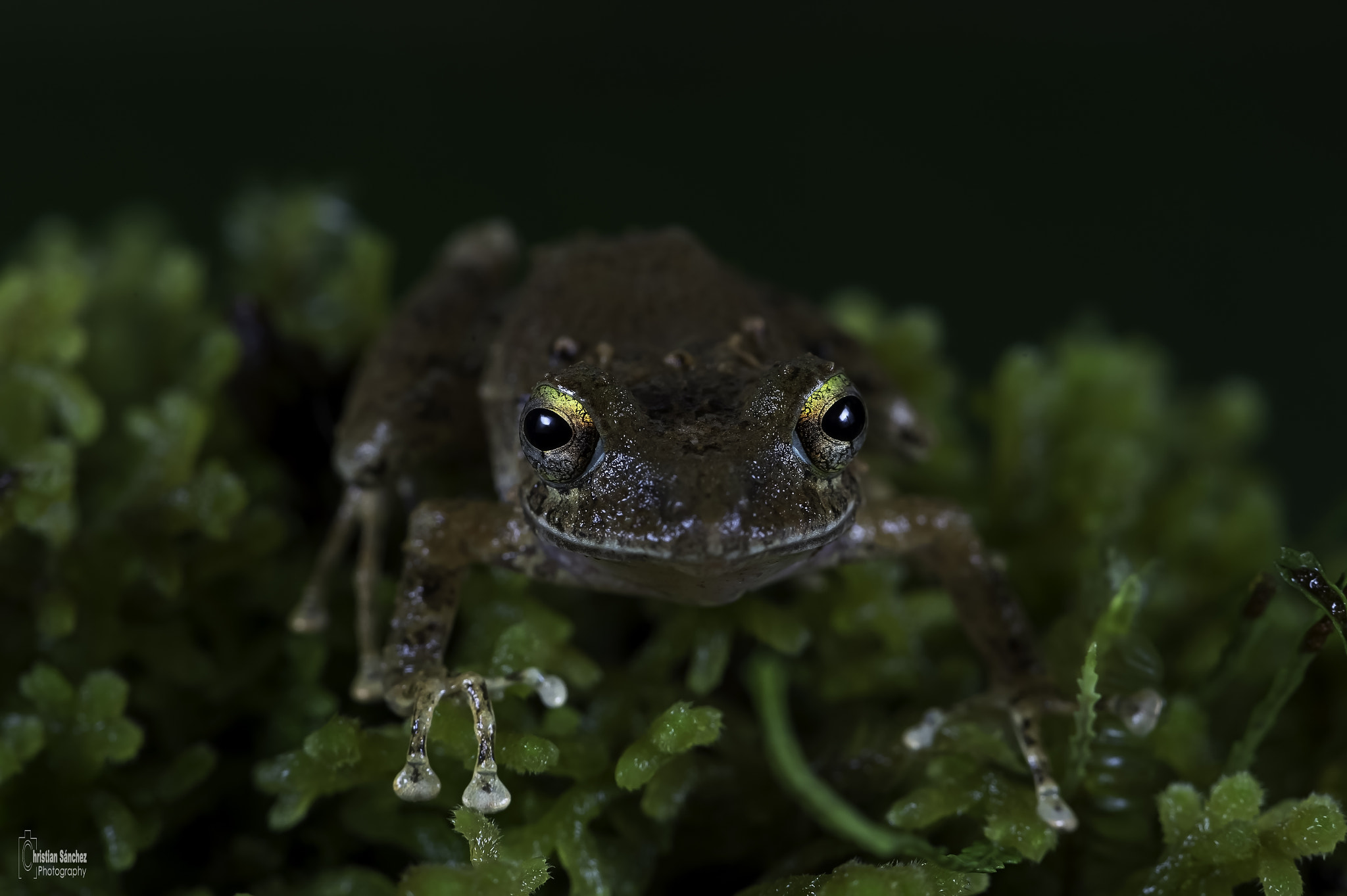 Nikon D4 sample photo. Horn–nosed robber frog photography