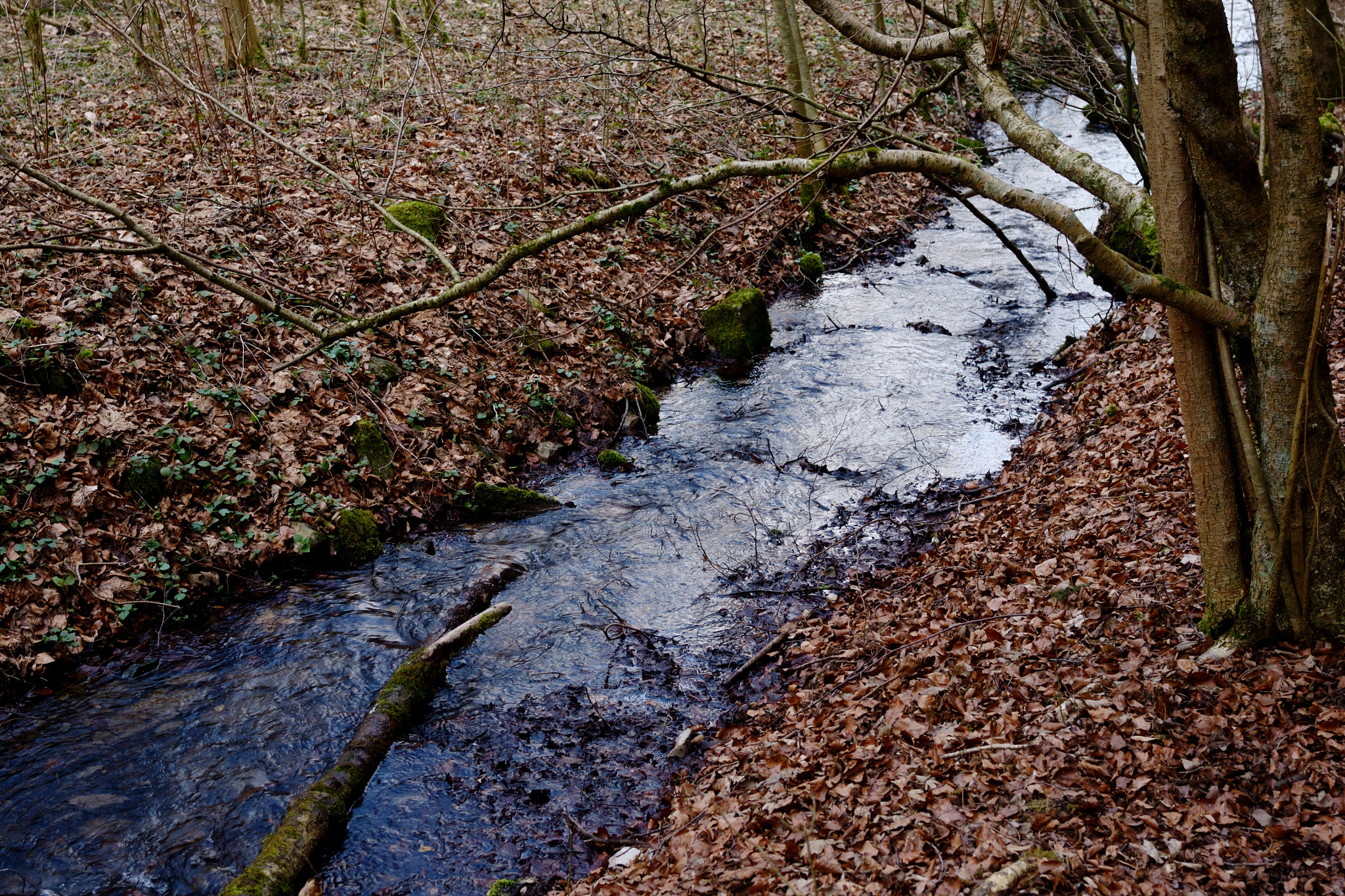 Nikon D3100 sample photo. Earth's vein photography