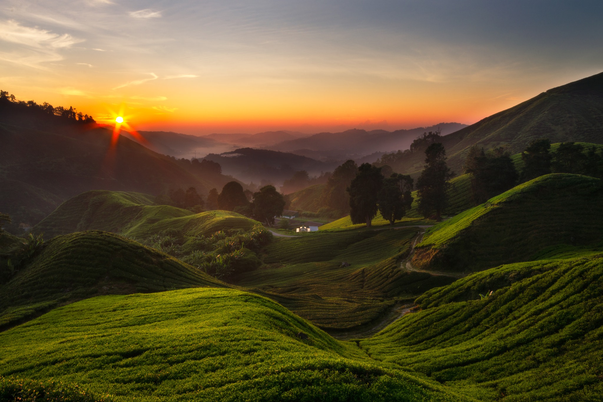 Sigma 10-20mm F4-5.6 EX DC HSM sample photo. Sunrise at tea plantation,cameron highland,malaysi photography
